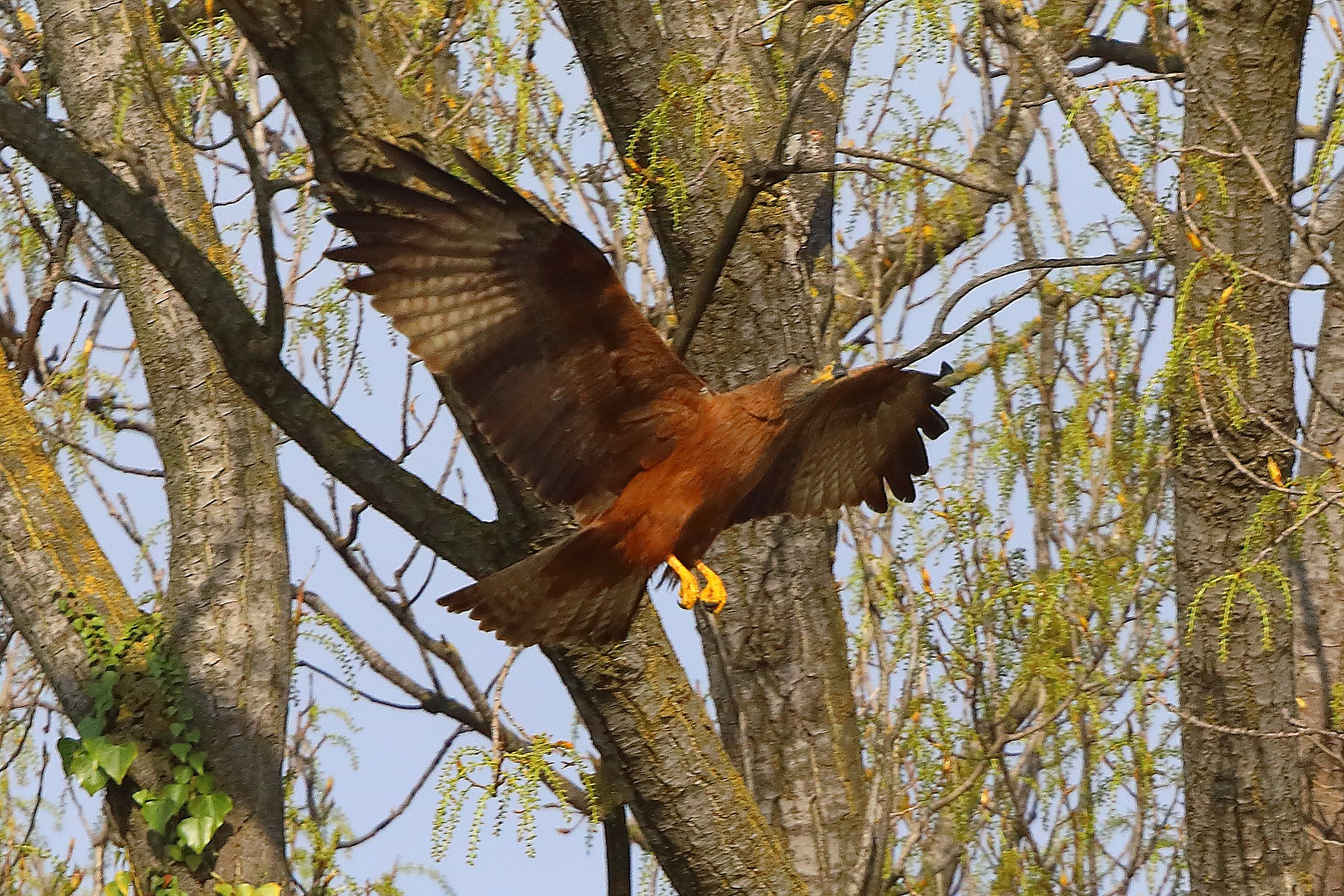Nibbio bruno 29 marzo 2025 - 0190