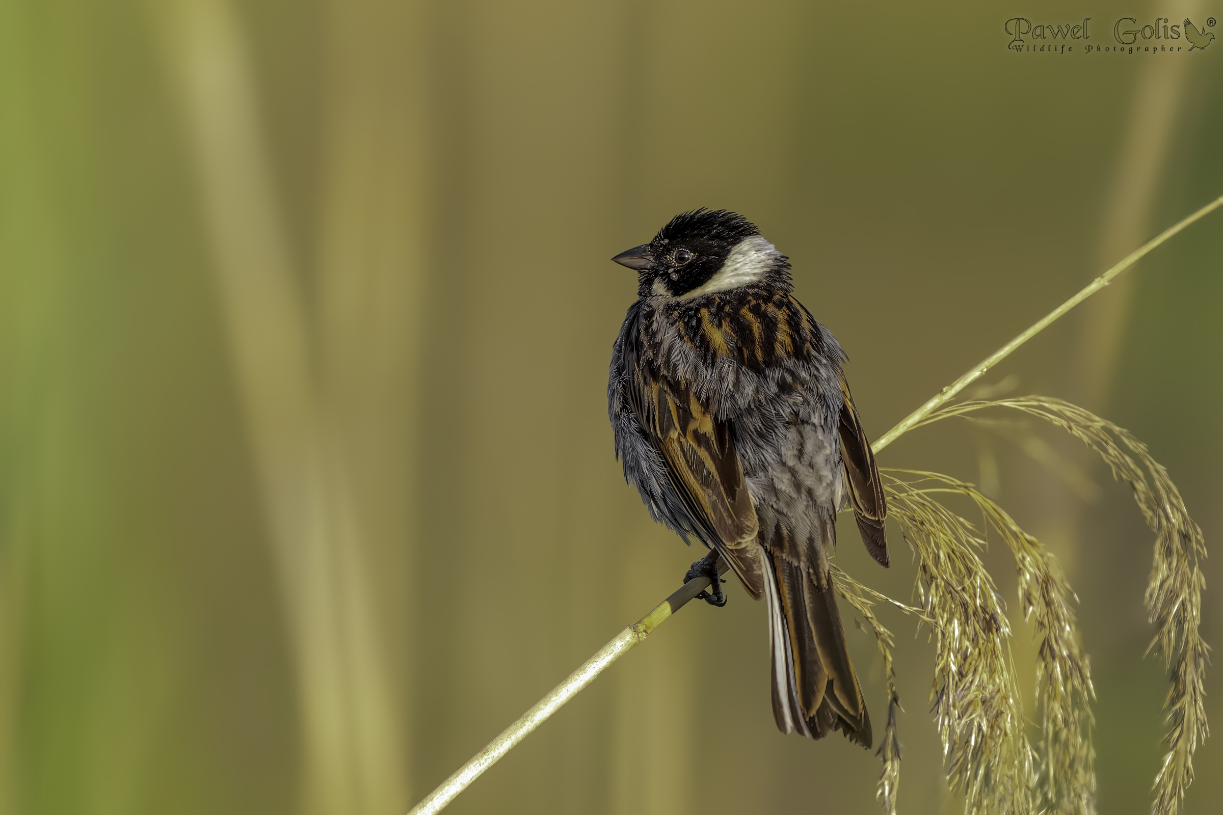 Zigolo di palude (Emberiza schoeniclus)