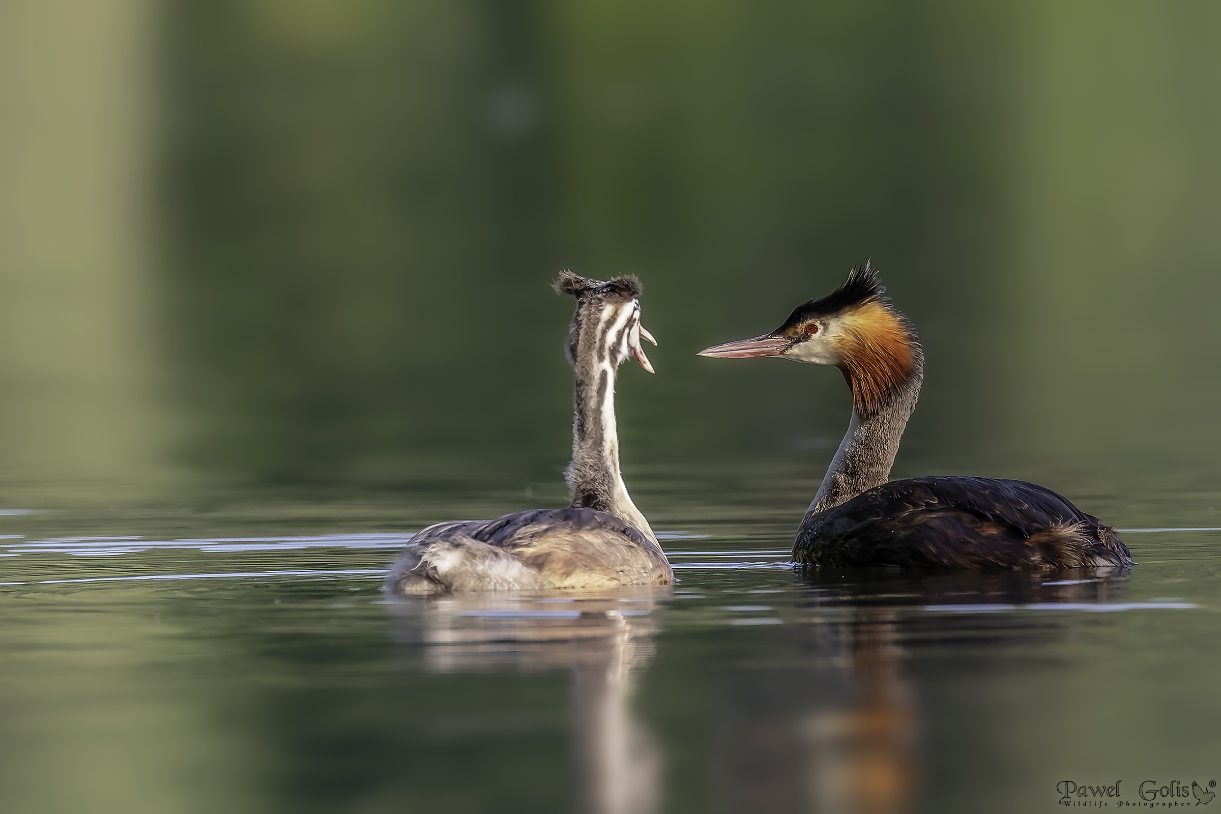 Svasso maggiore (Podiceps cristatus)
