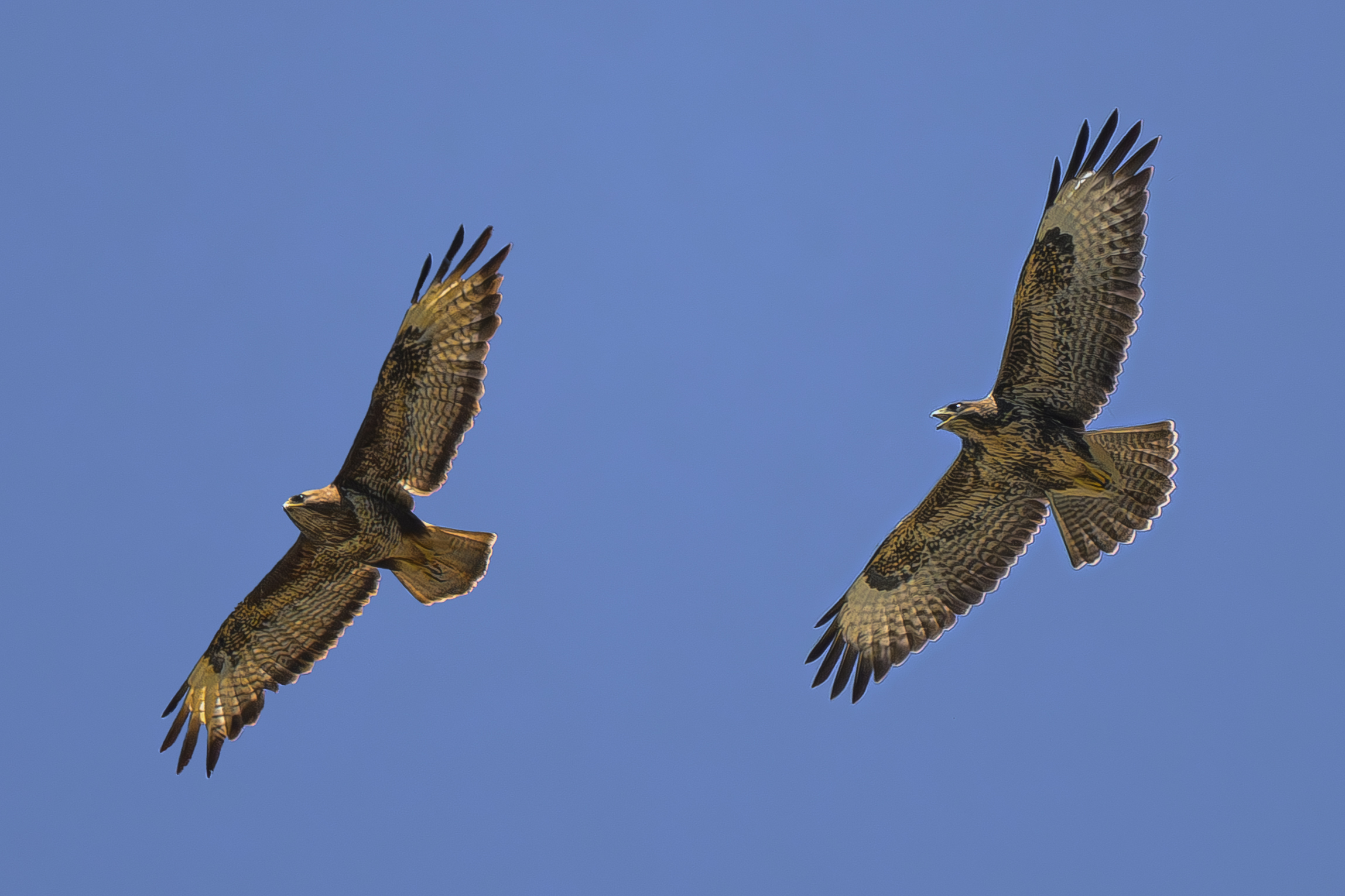 Corteggiamenti in quota
