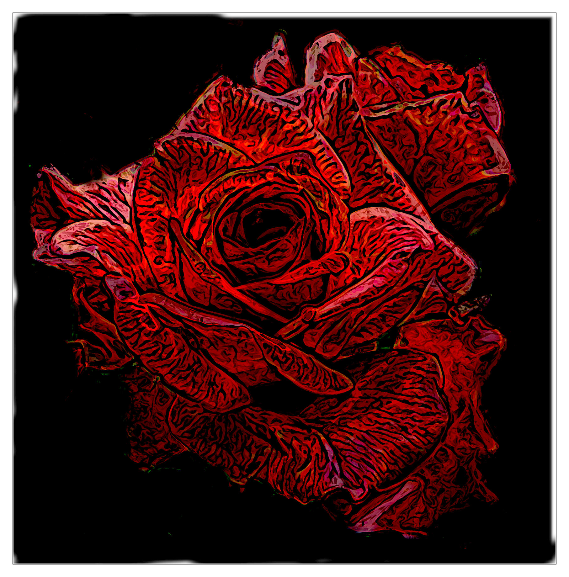 Graphic Rose