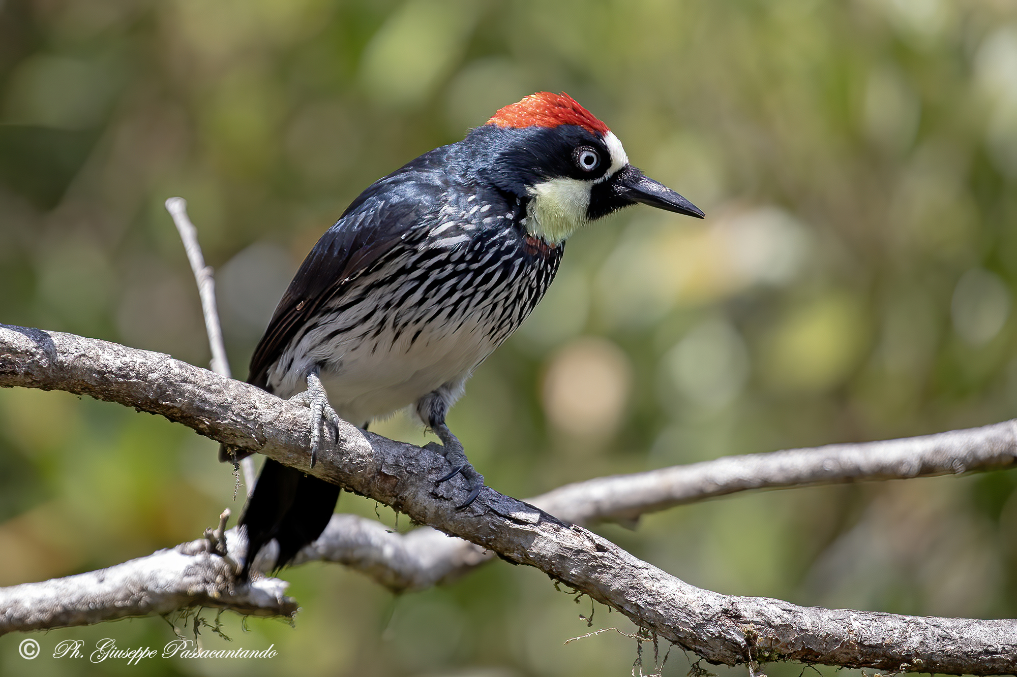 Acorn Woodpecker