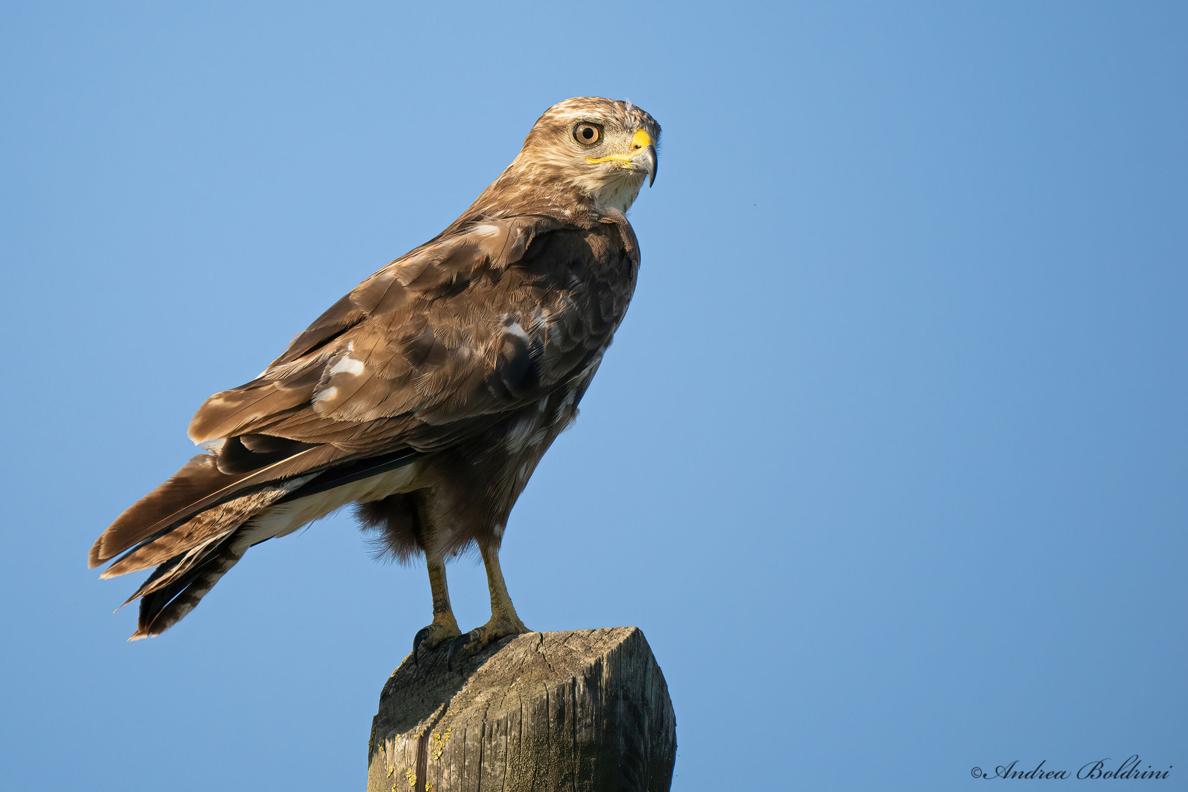 Buzzard