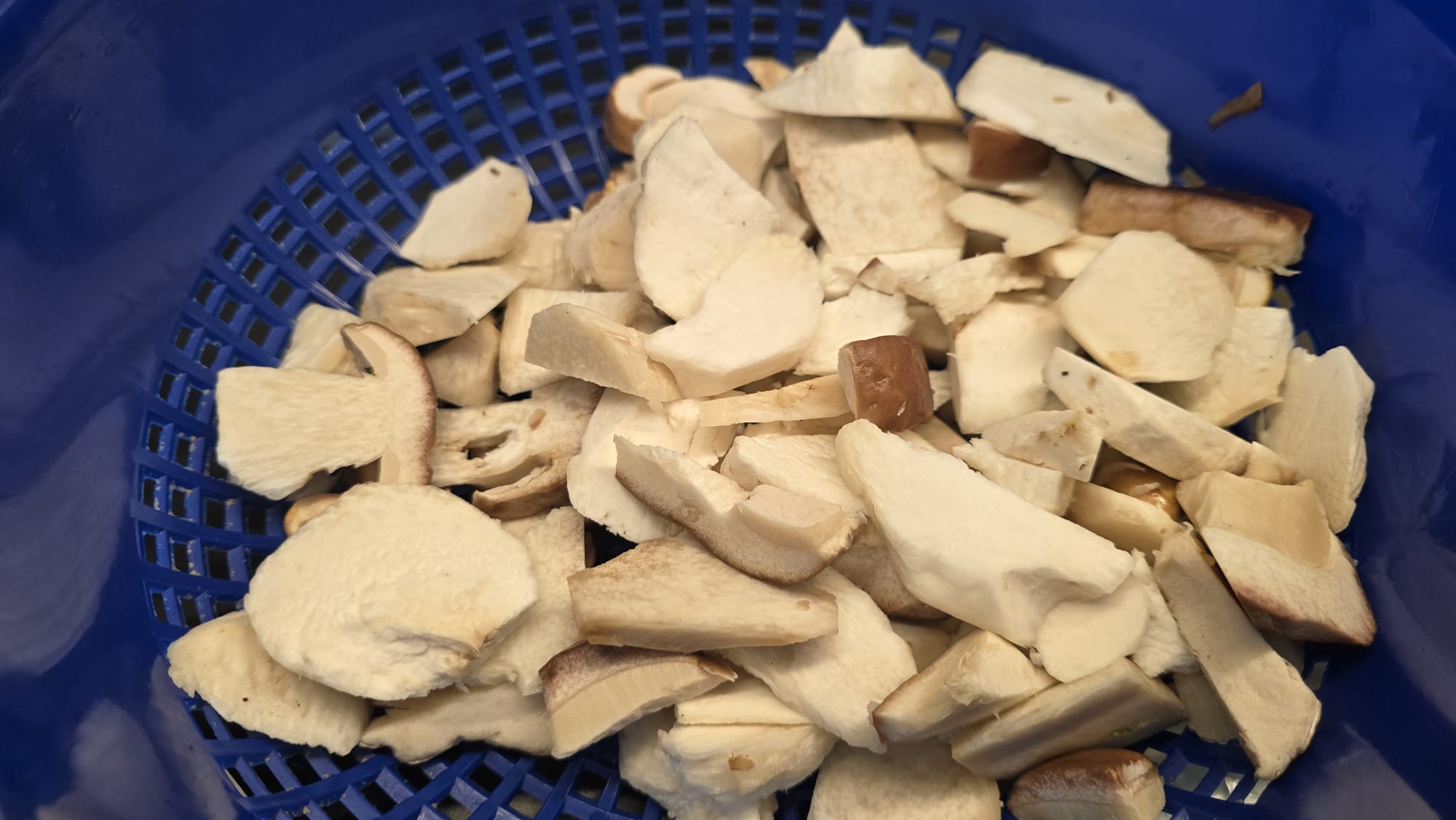 Porcini appena raccolti
