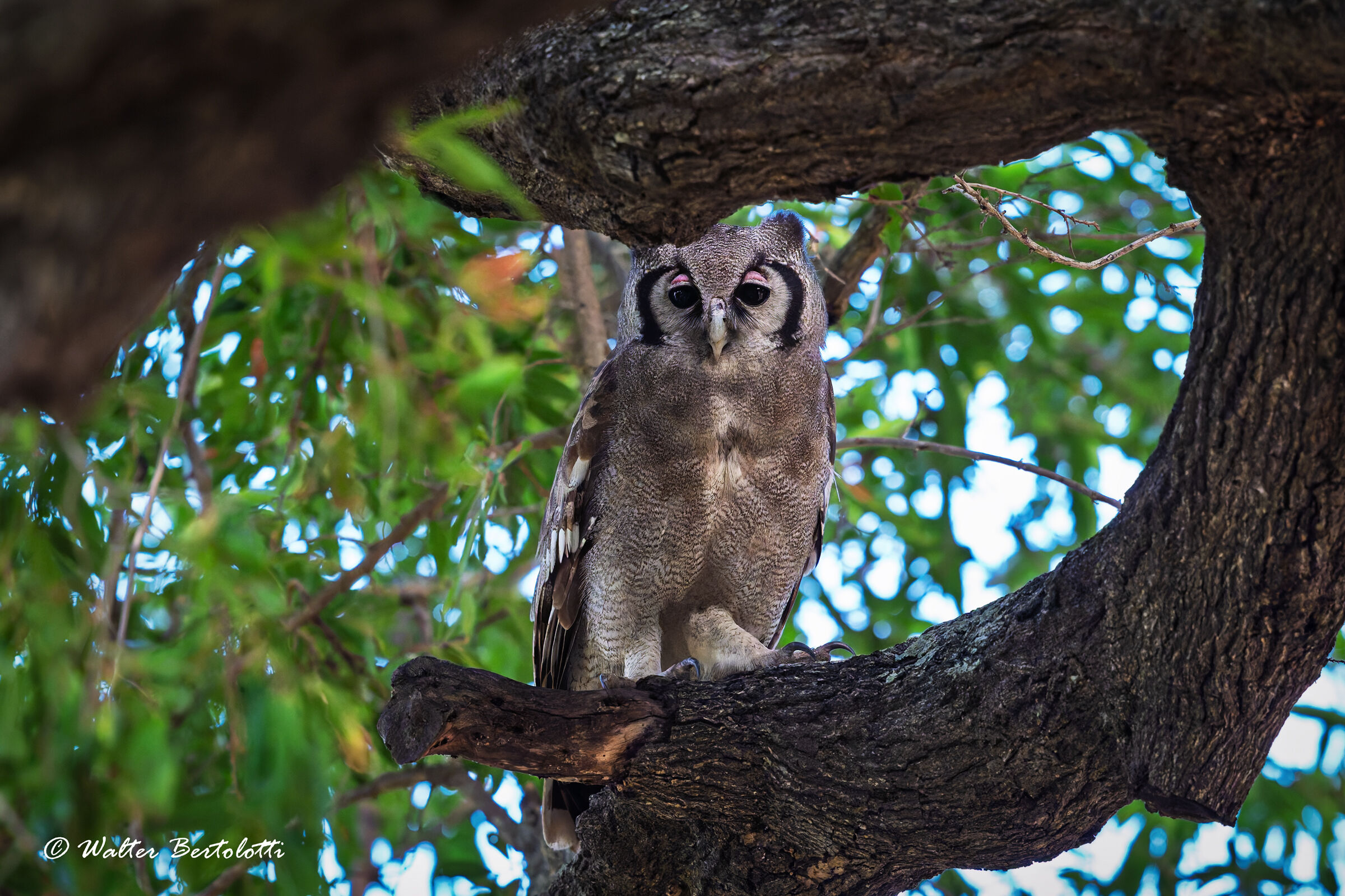 gufo reale di Verreaux