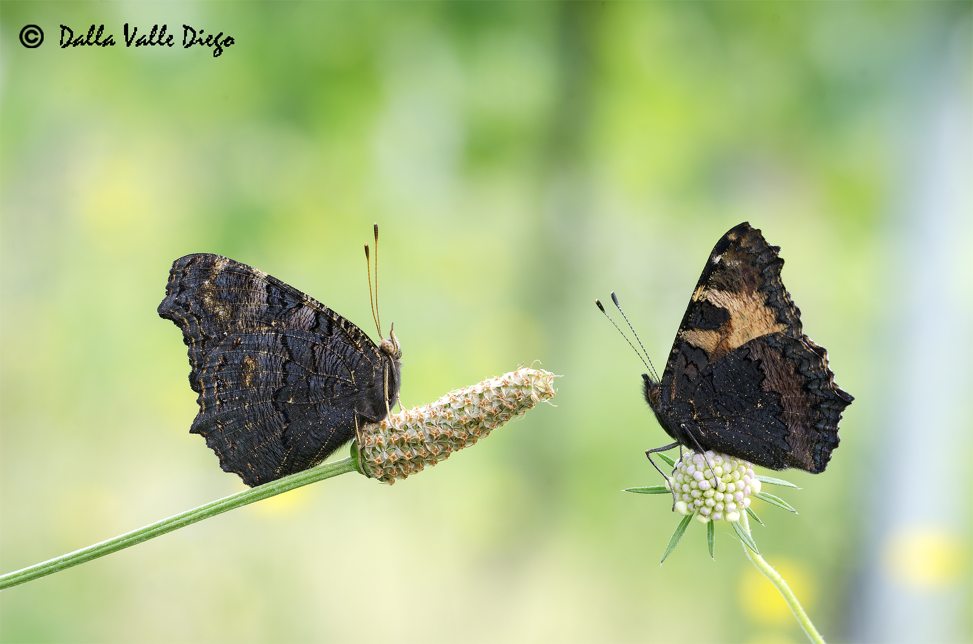 Giuro! Non sono stata Io!