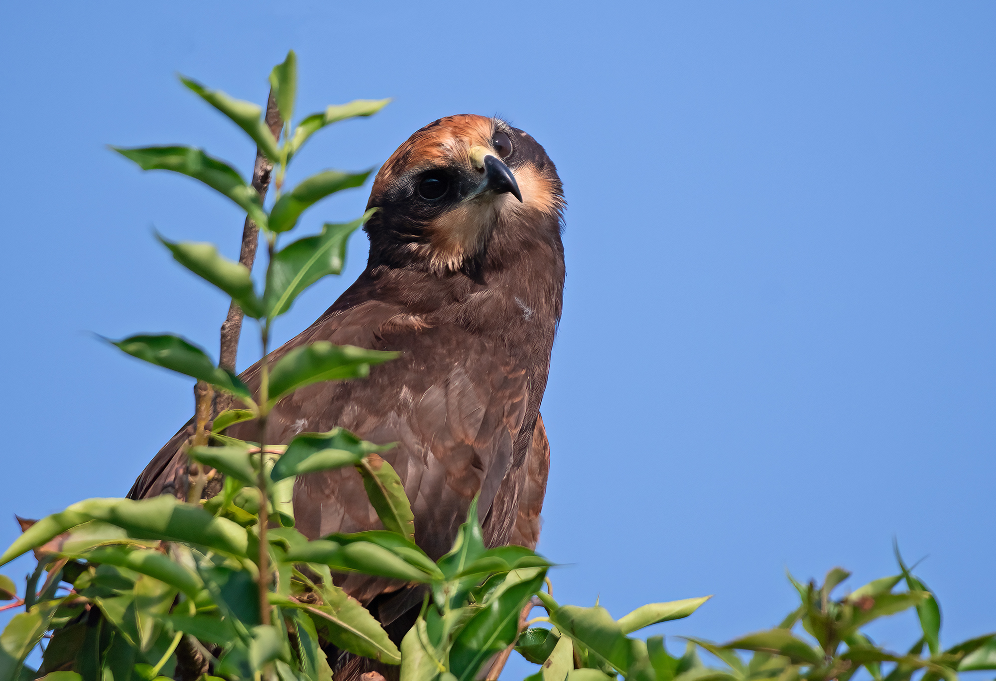 Marsh Harrier