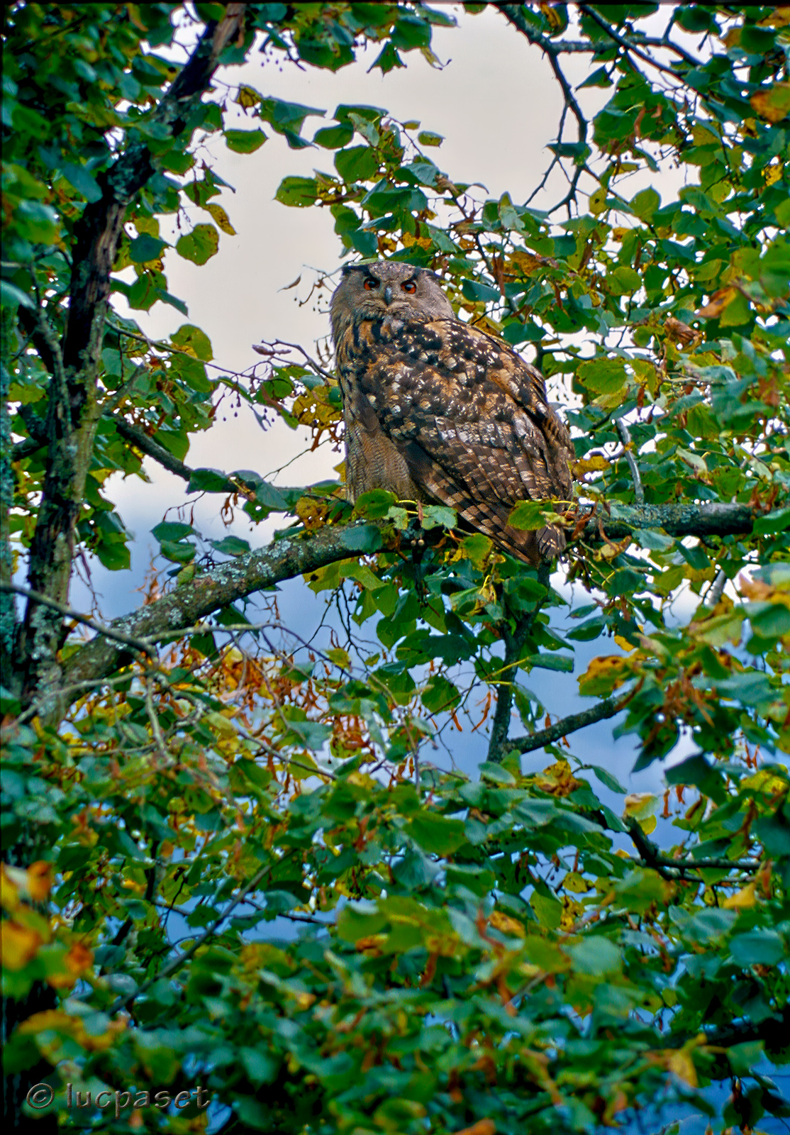 Eagle Owl on tree