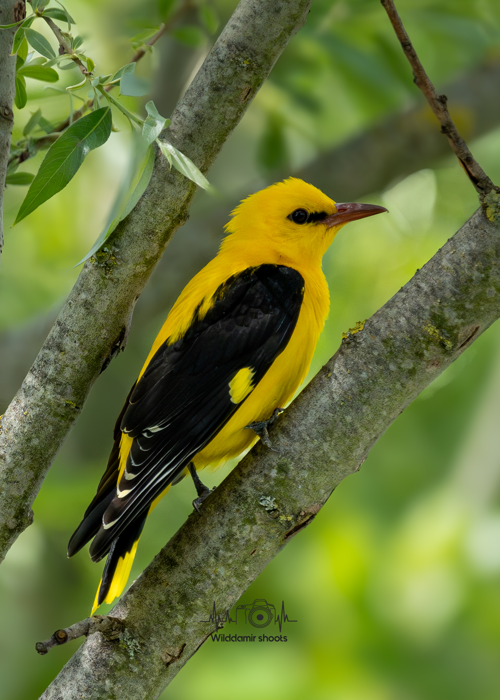 Golden oriole