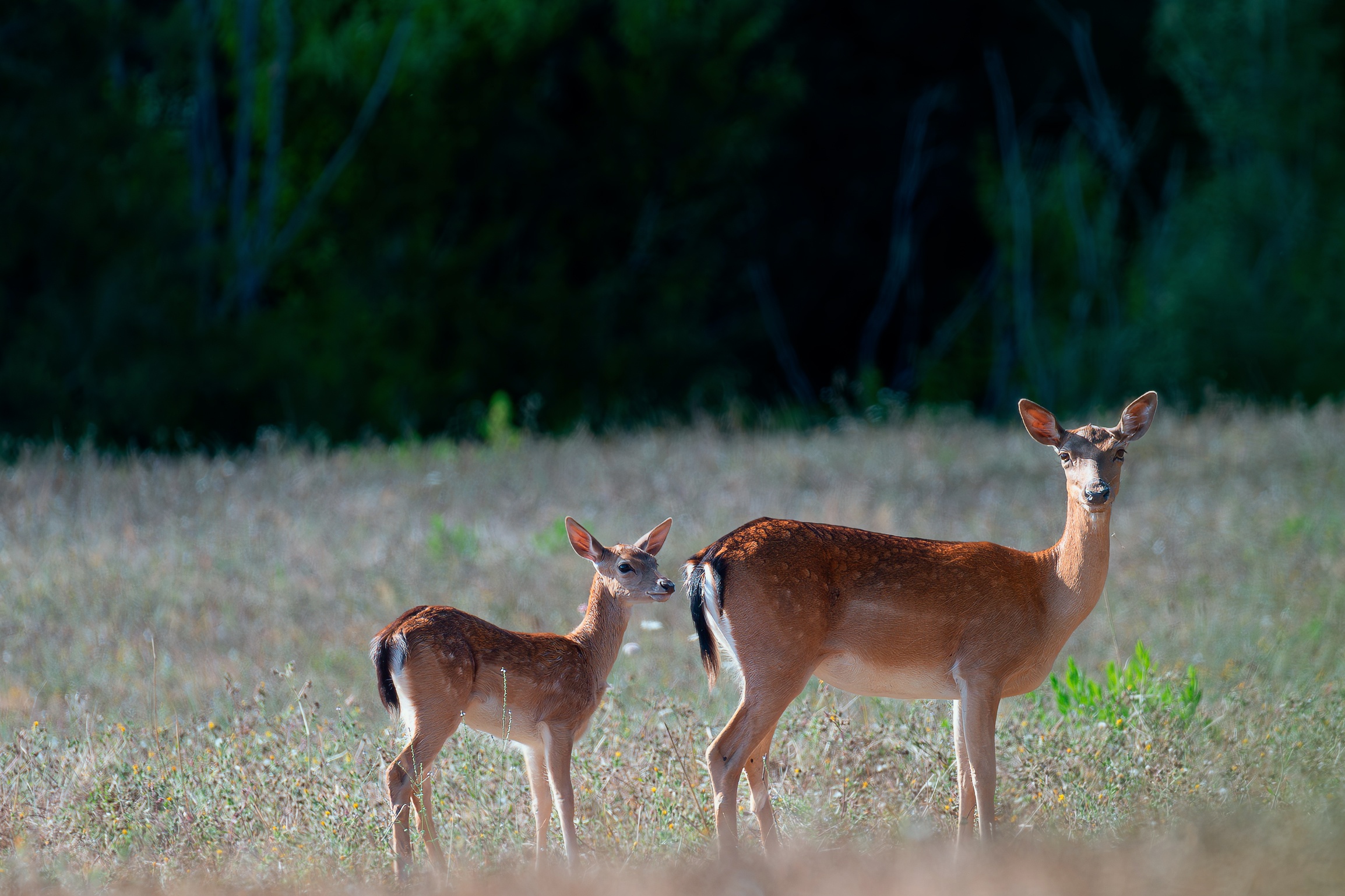 Female fallow deer with cub
