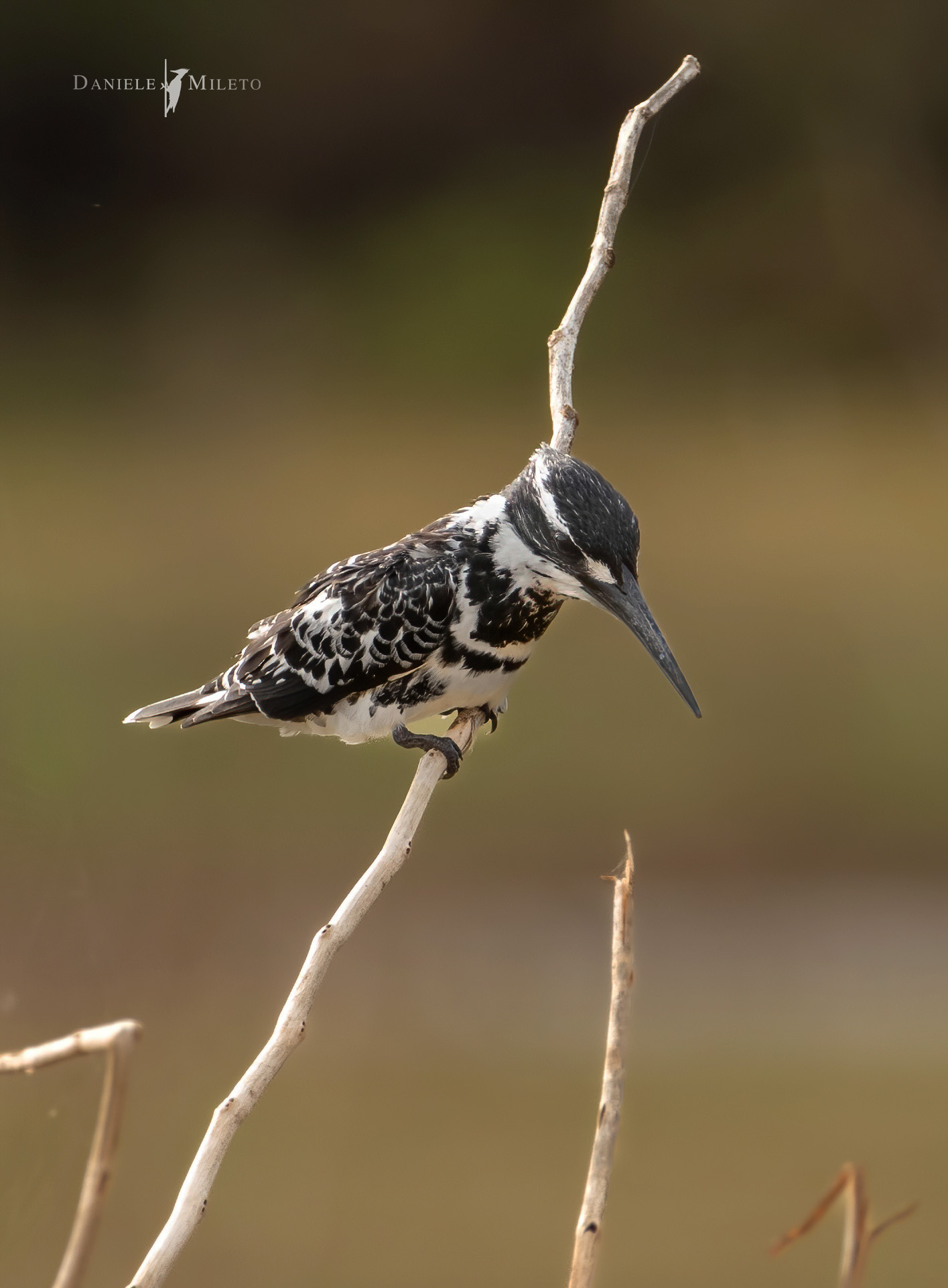 Pied king fisher