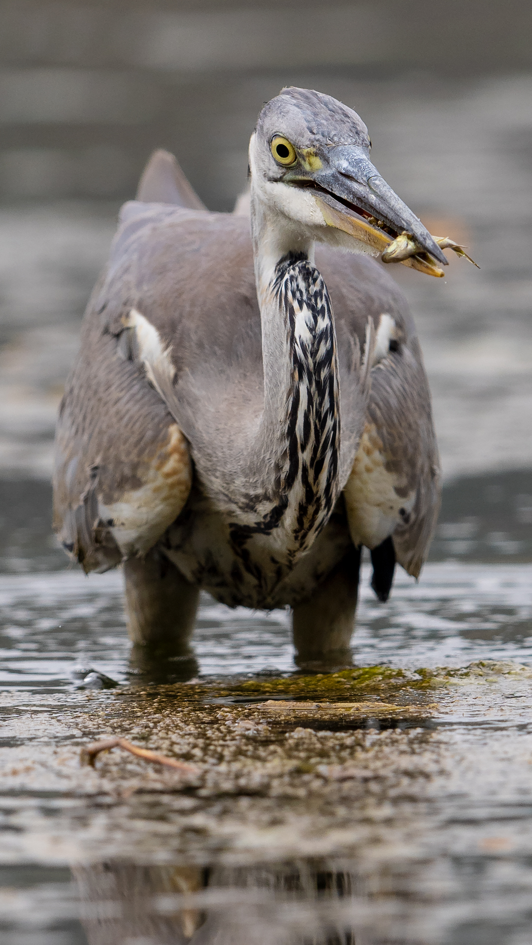 Ardea