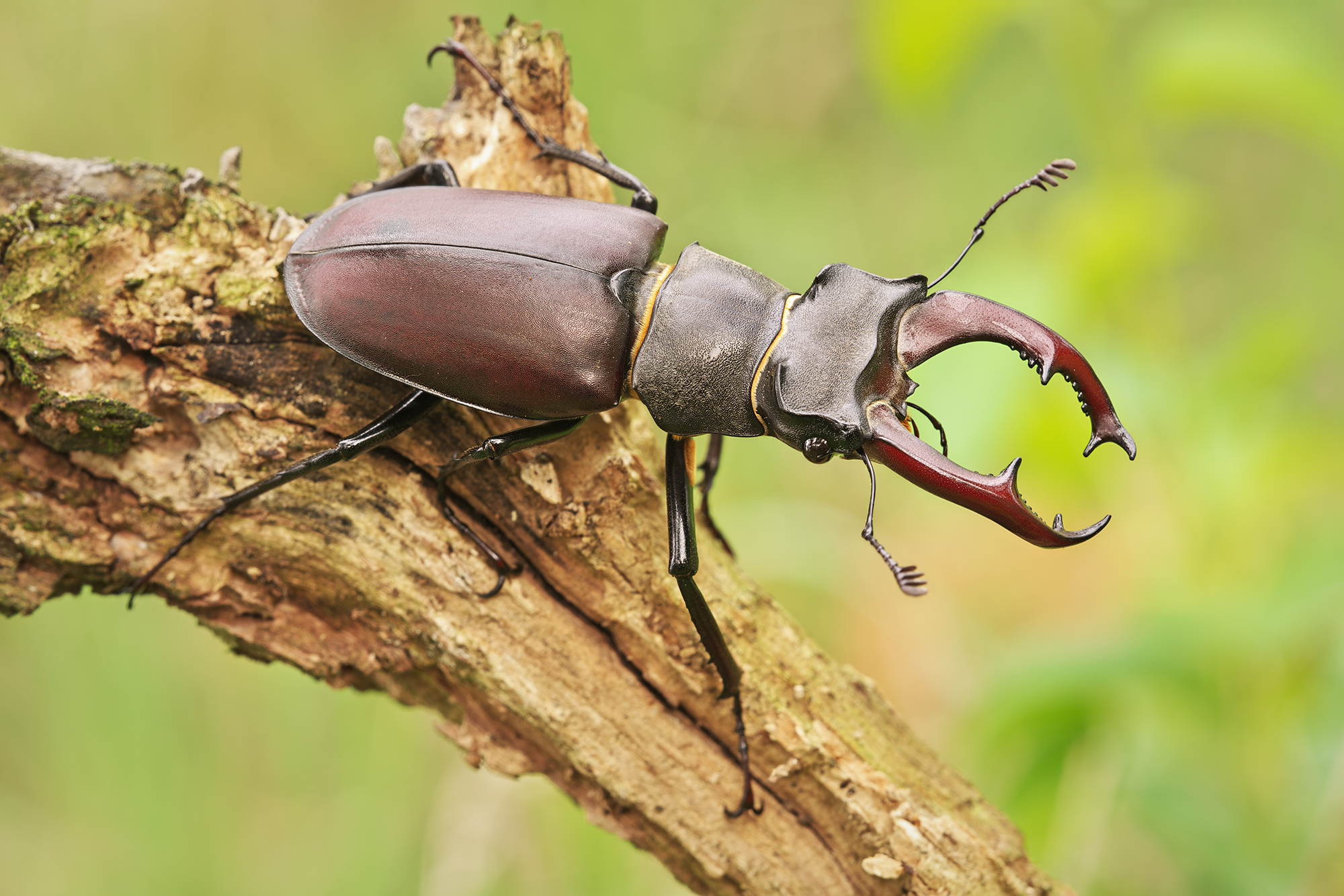 Lucanus cervus