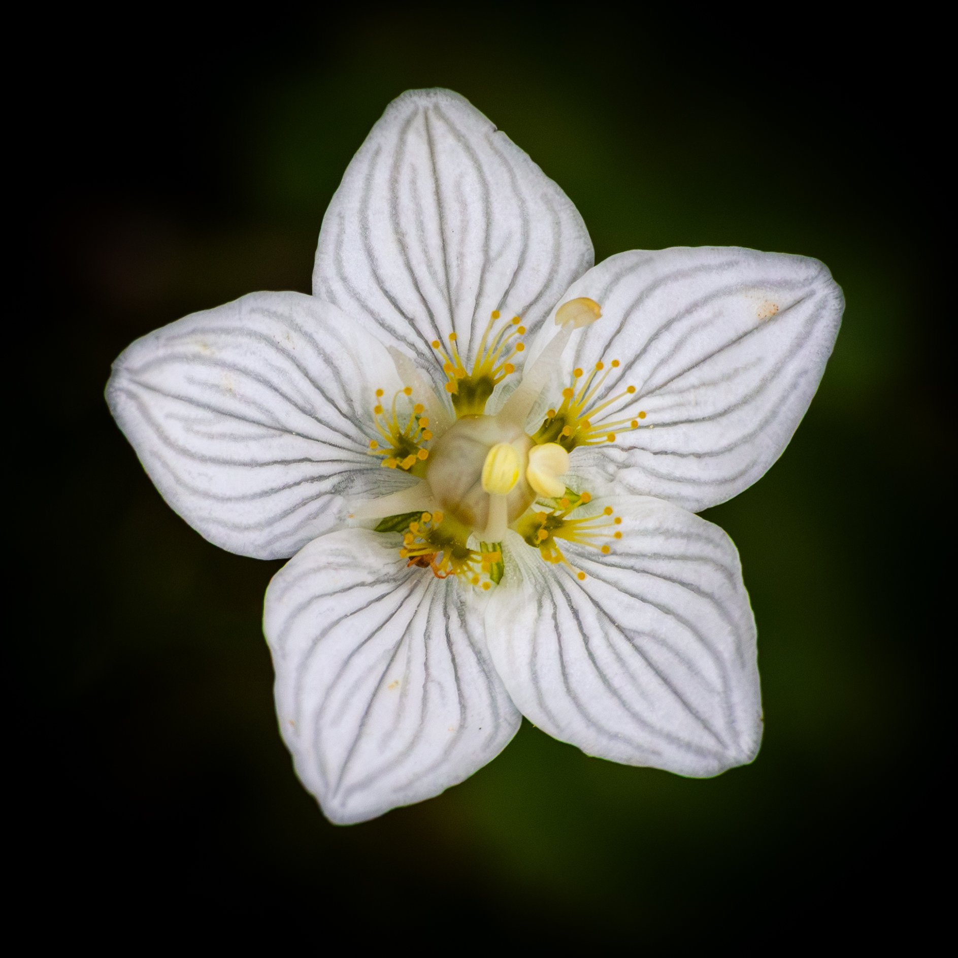 Parnassia palustris