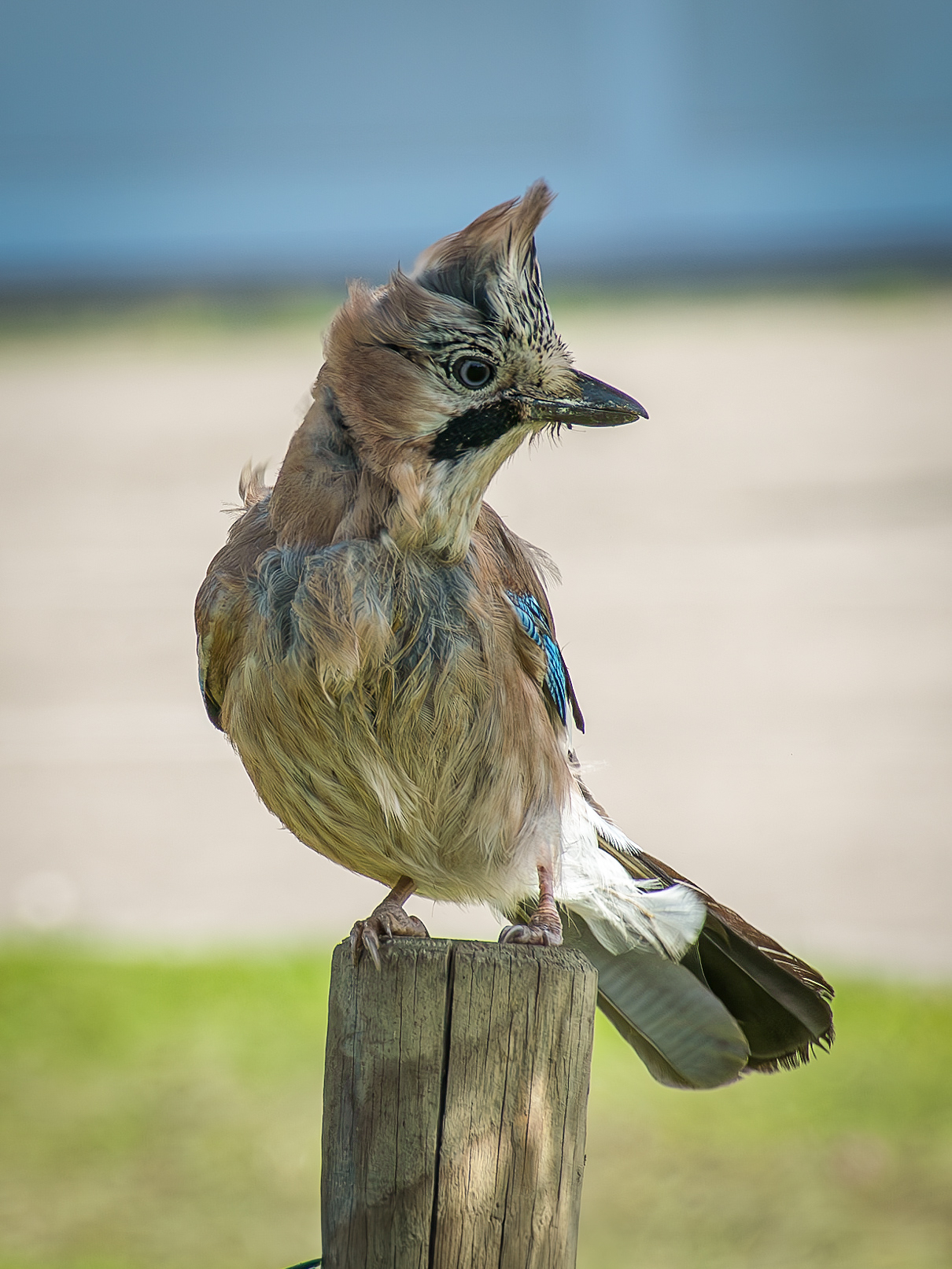 Jay... to the wind