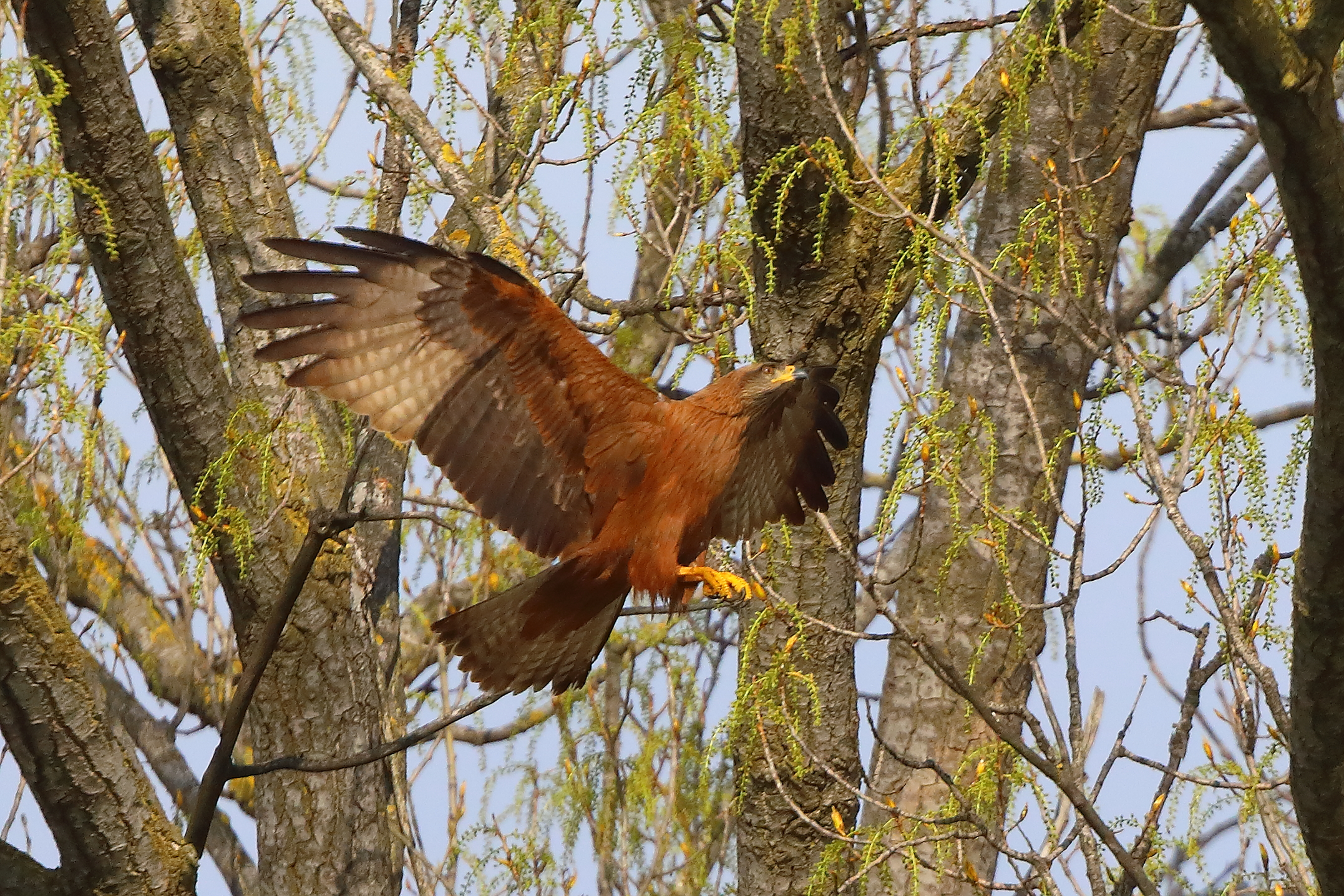 Nibbio bruno 29 marzo 2025 - 0191