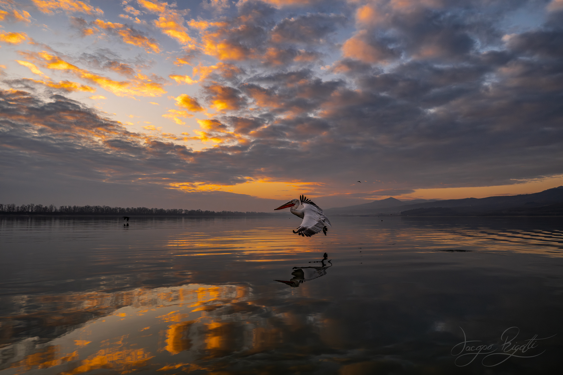 Lake Kerkini with Dalmatian pelican