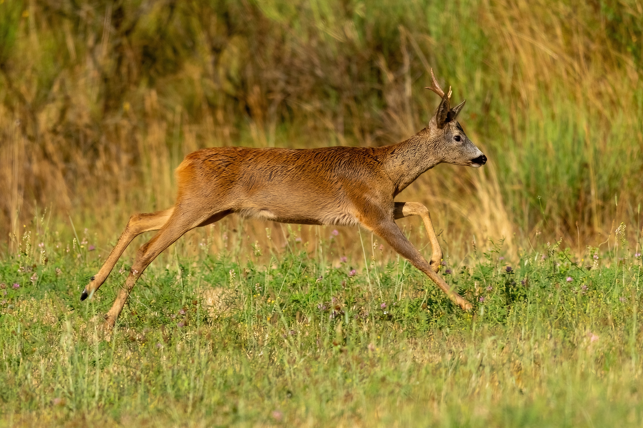 Capriolo (Capreolus capreolus)