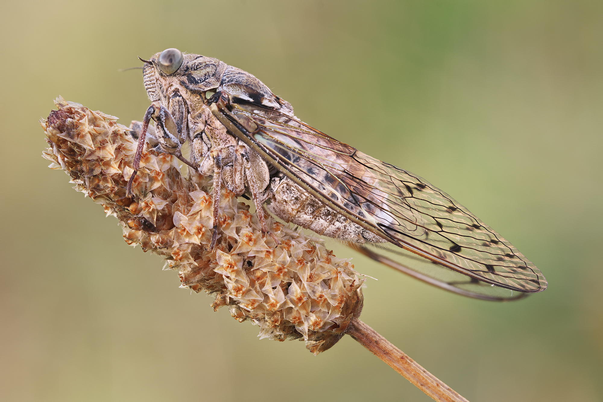 Cicada orni