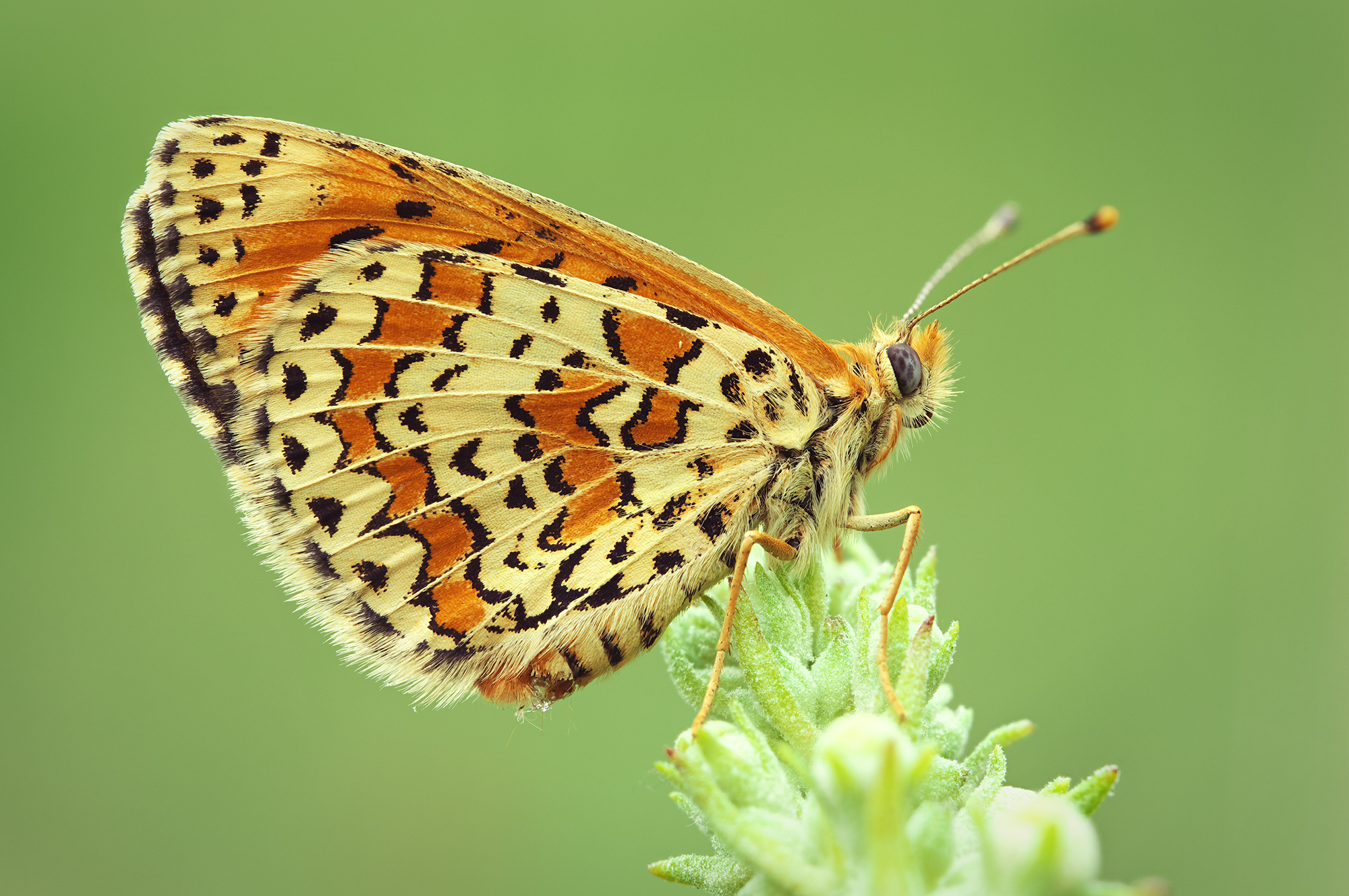 Curiosità su Melitaea