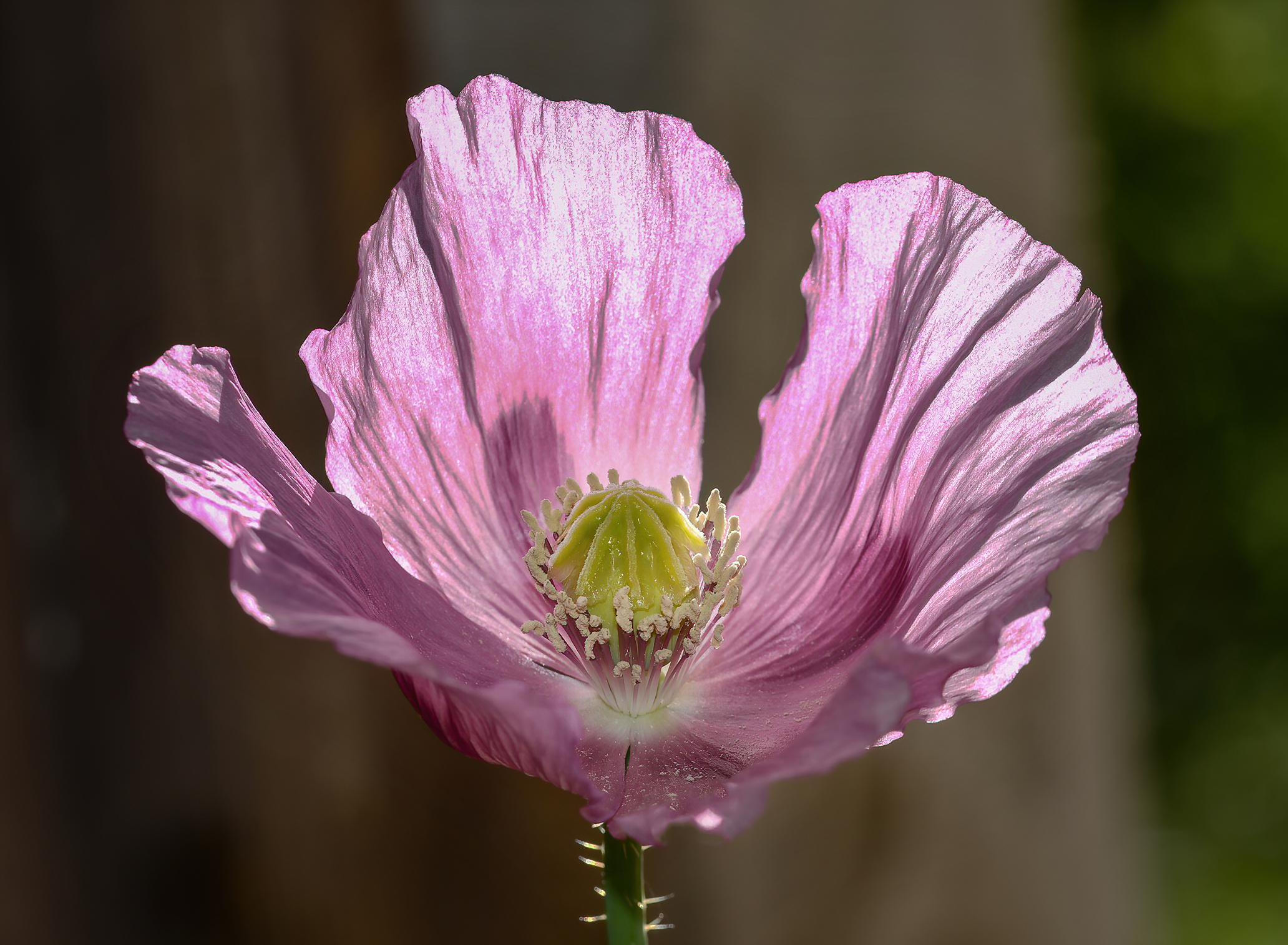 Papaver somniferum...