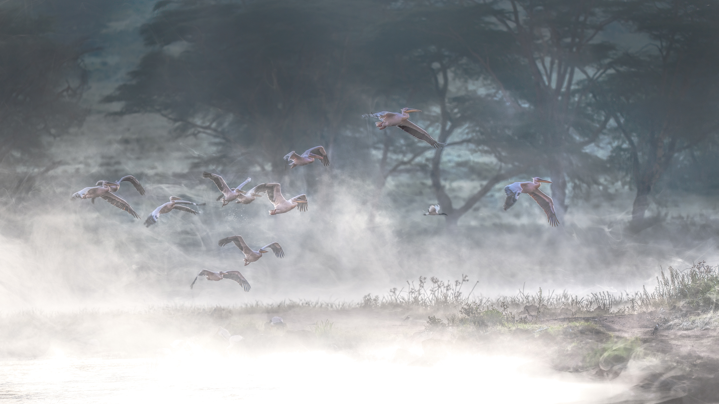 pellicani in Kenia tra le nebbie mattutine