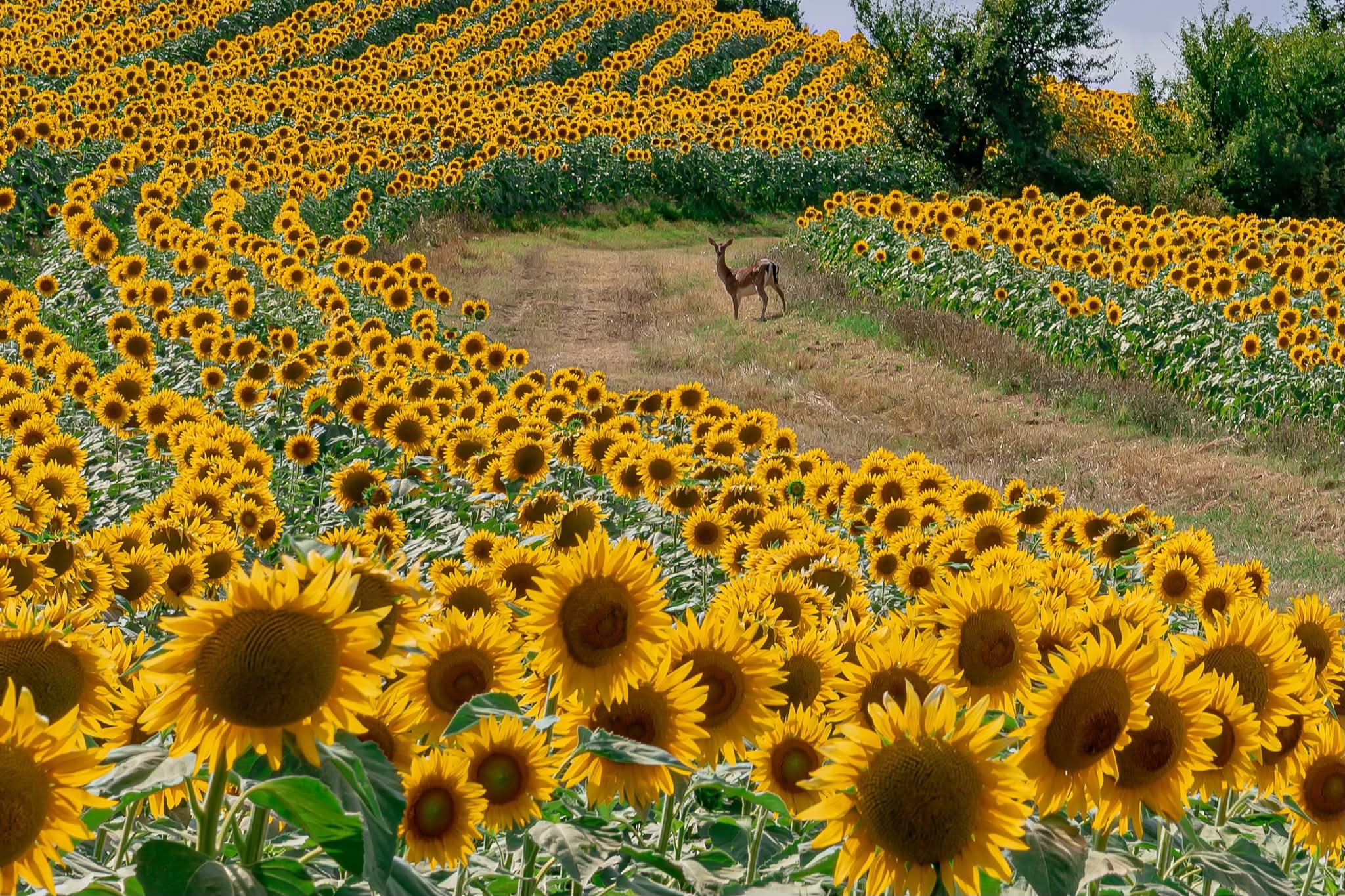 Surprise among the sunflowers
