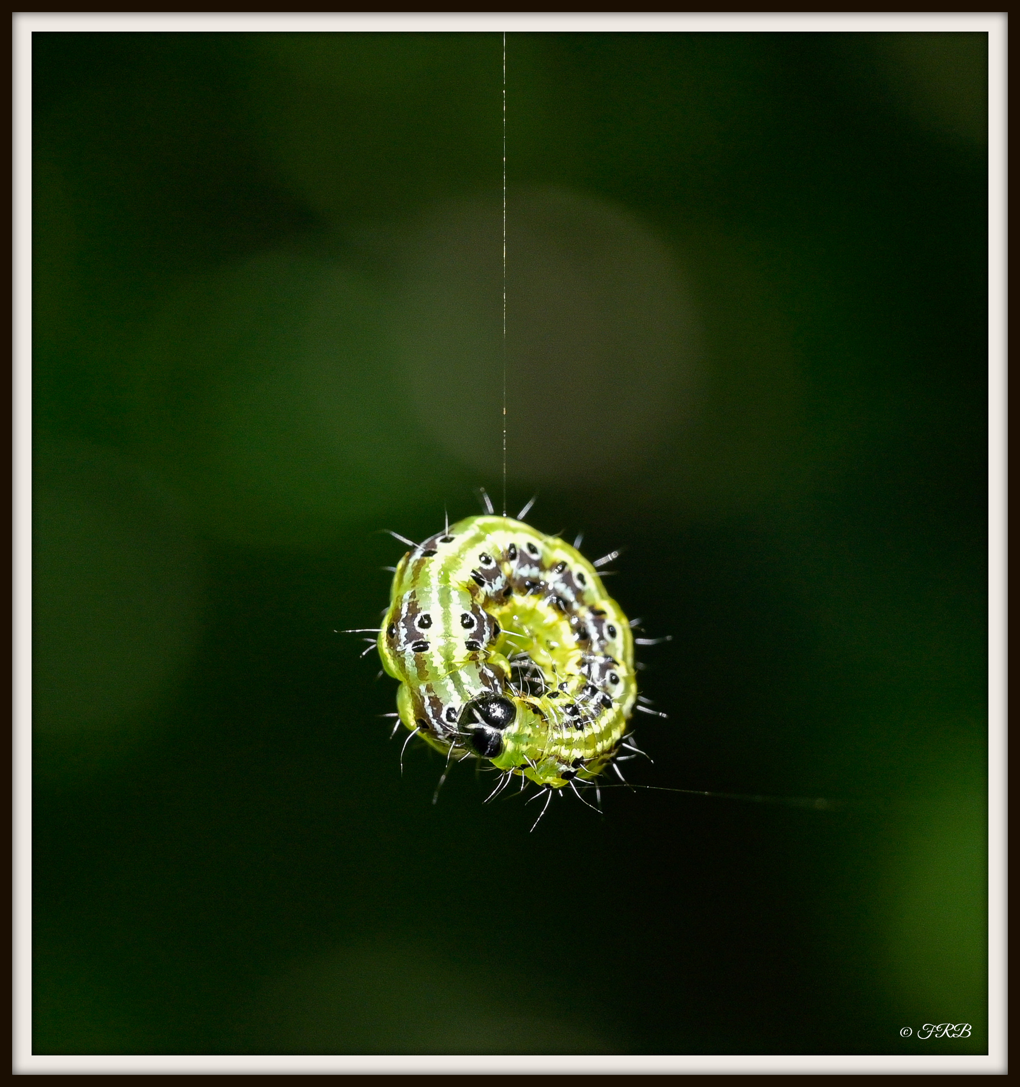 Circle