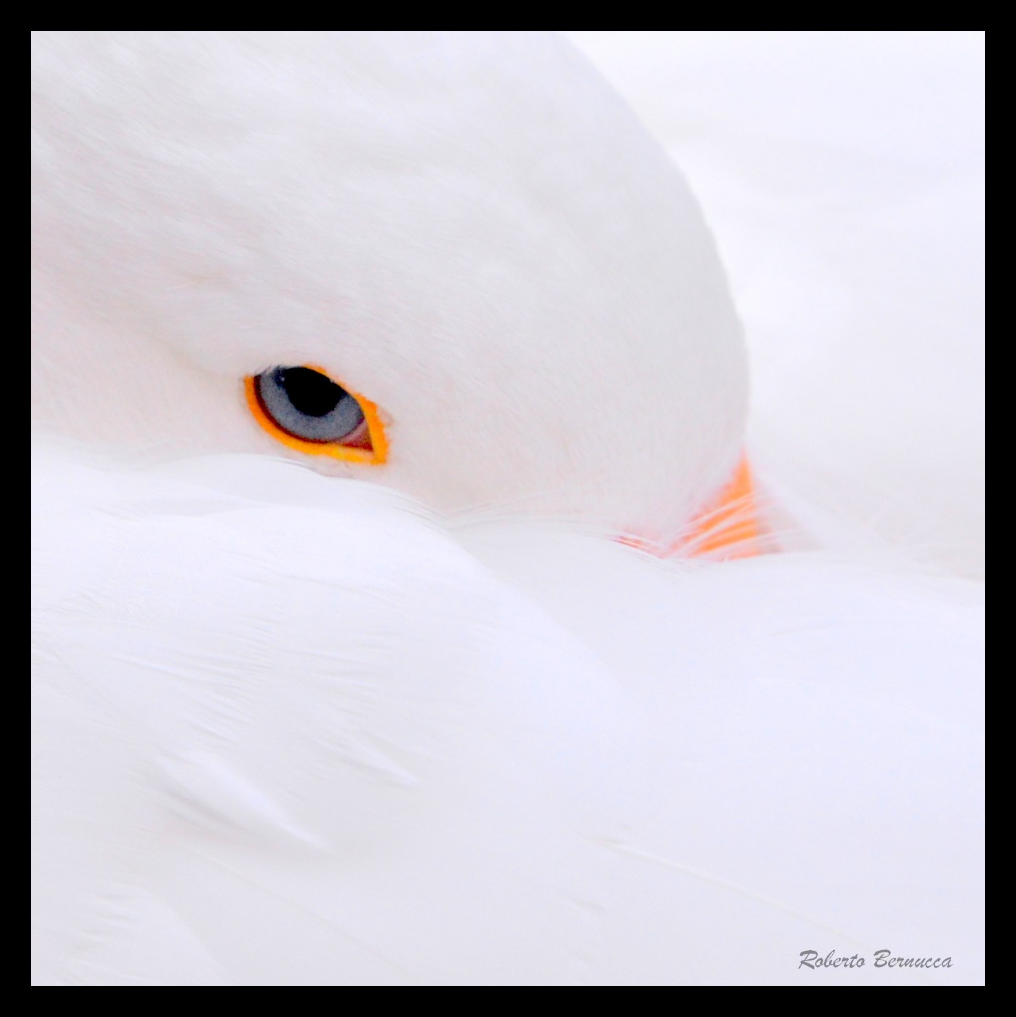 Cigno