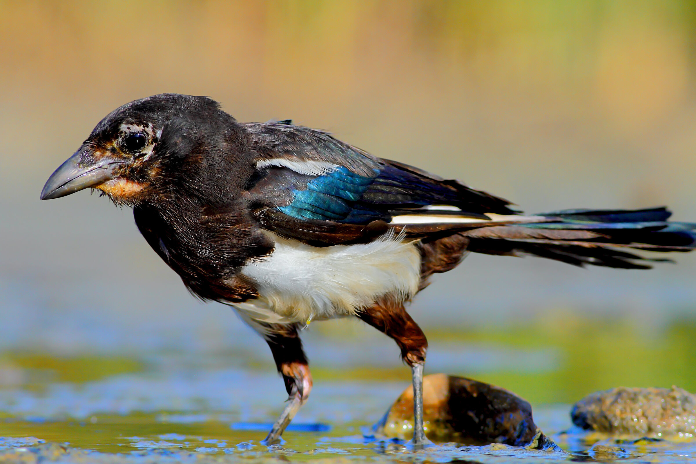 Magpie.