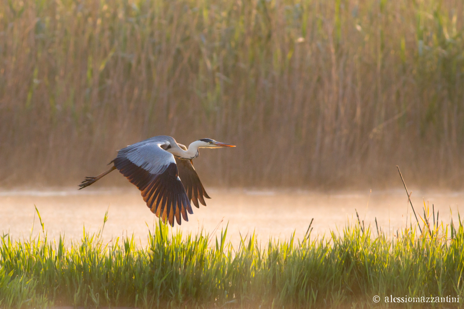 gray heron - dawn flight
