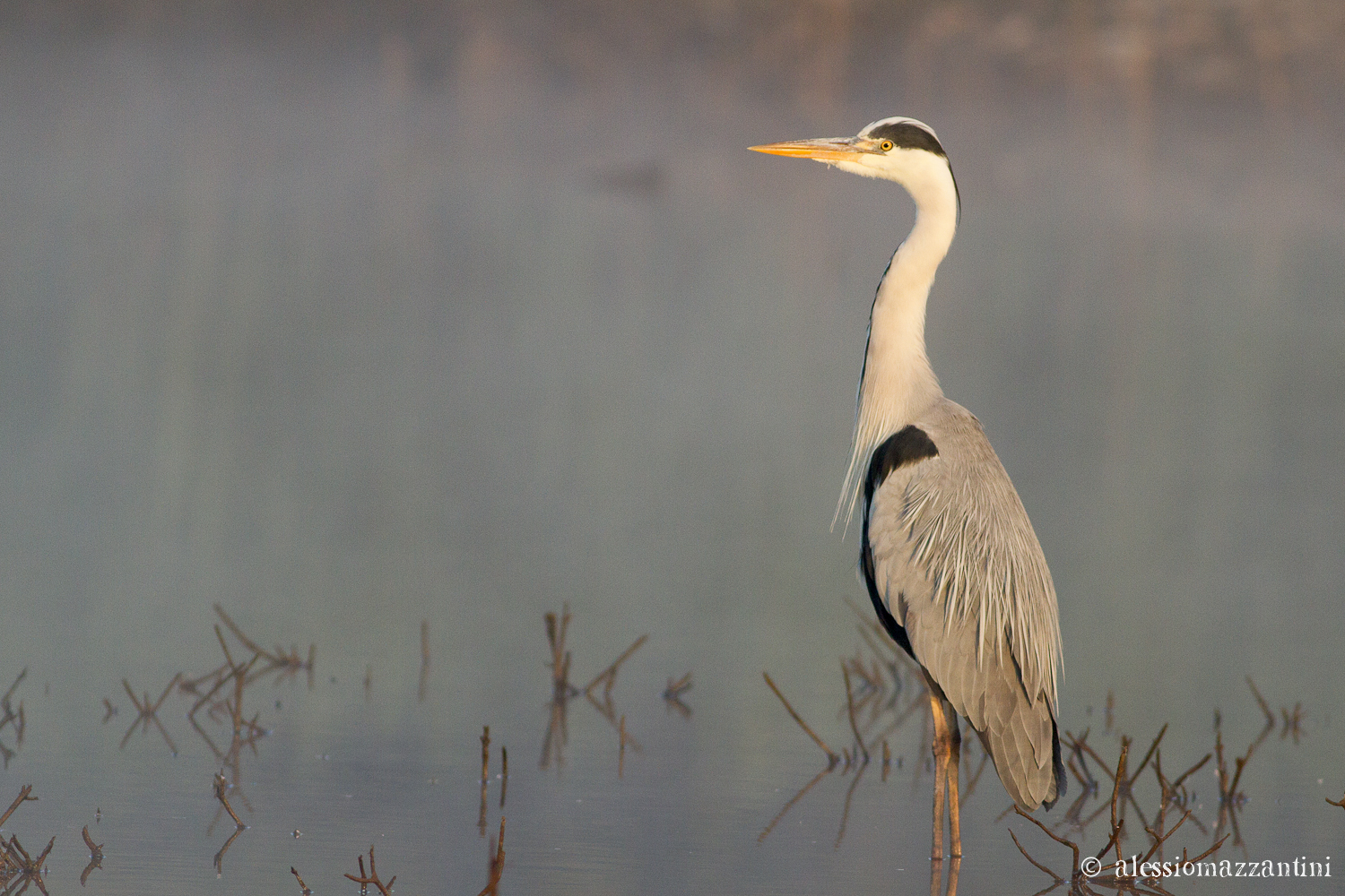 gray heron - observation