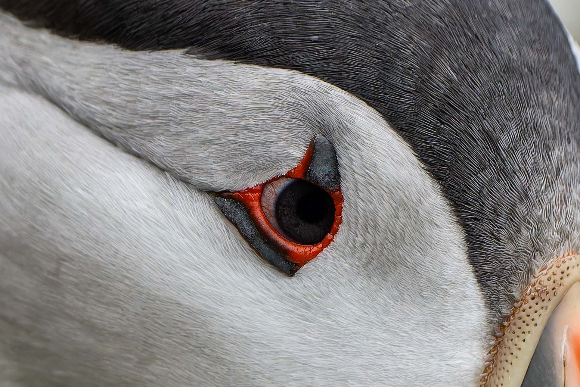 The Eye of the Puffin
