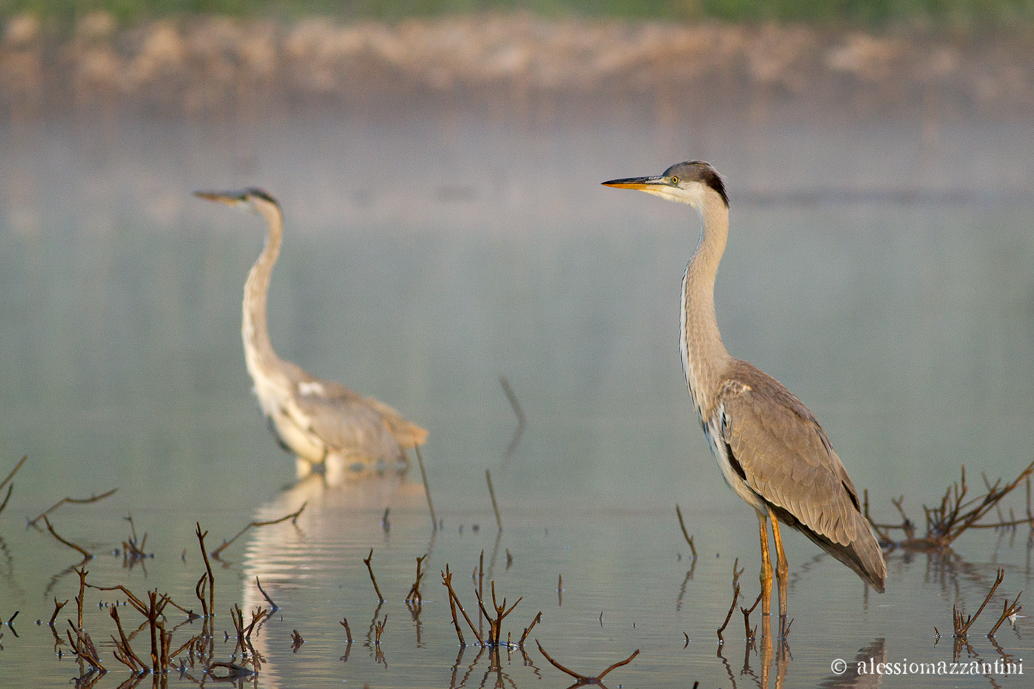 gray heron - osservazione2