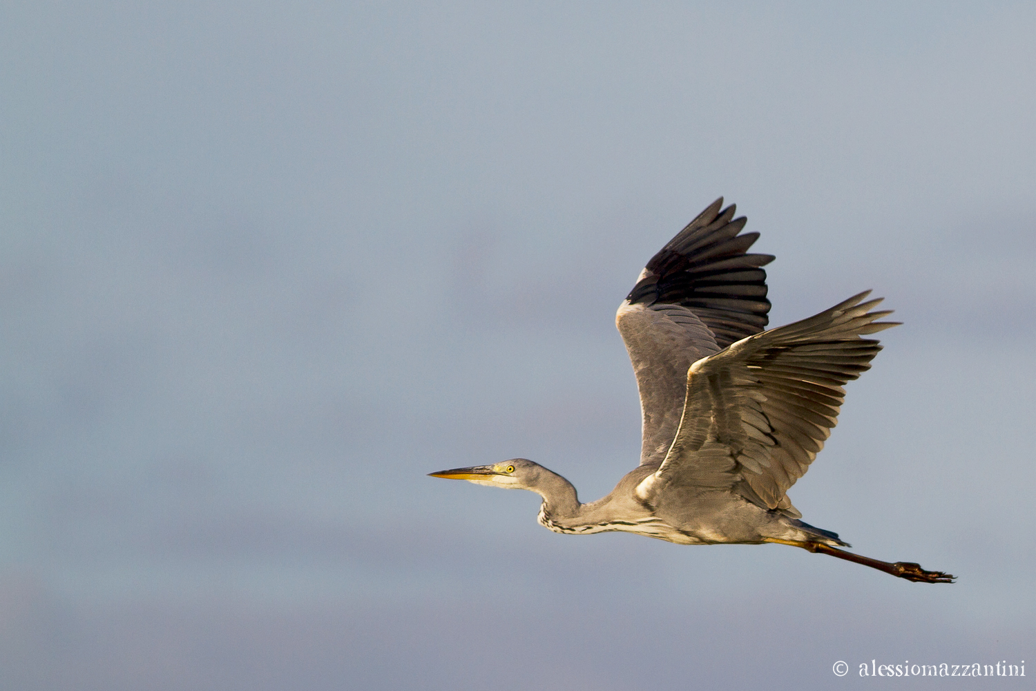 gray heron - flight