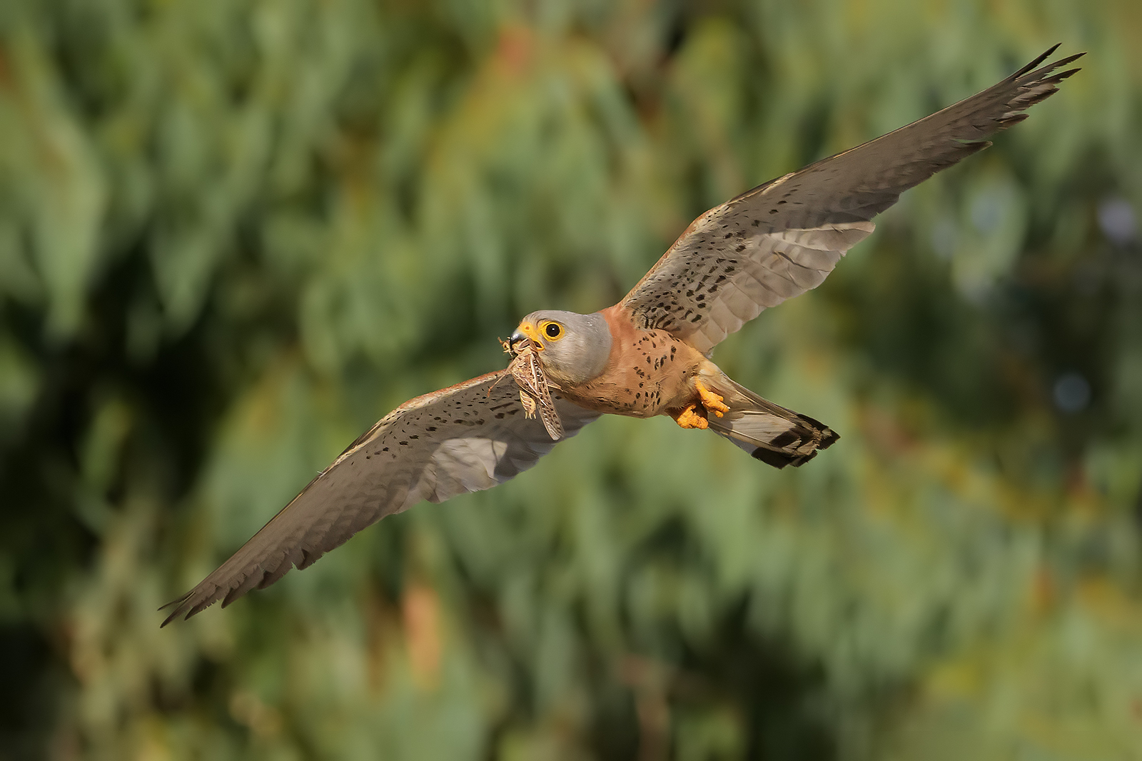 Falco grillaio con preda.