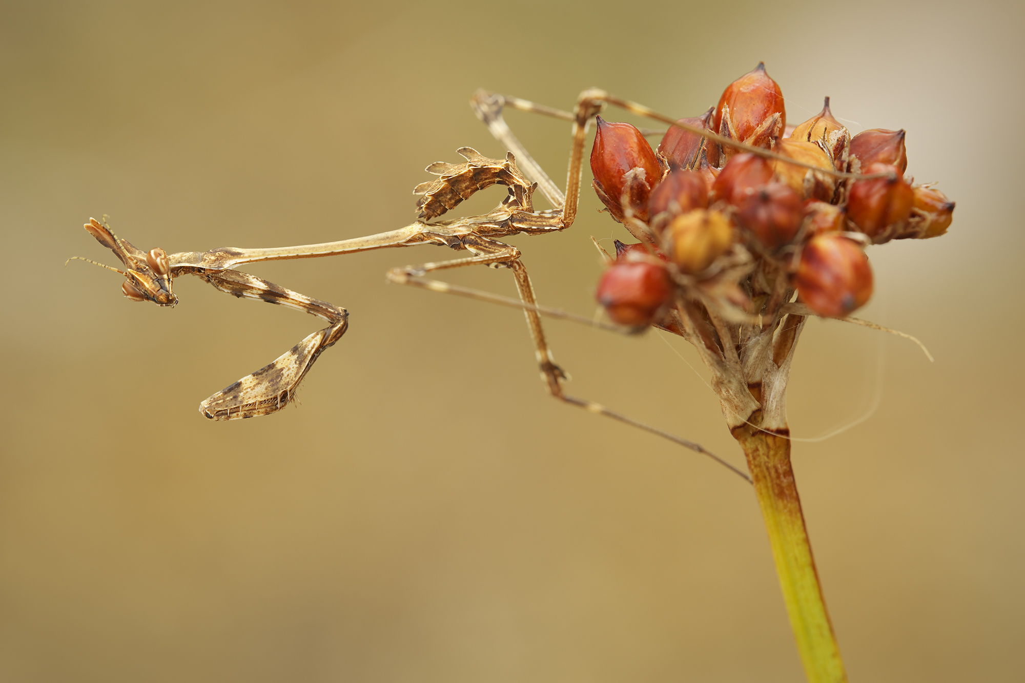 Empusa fasciata