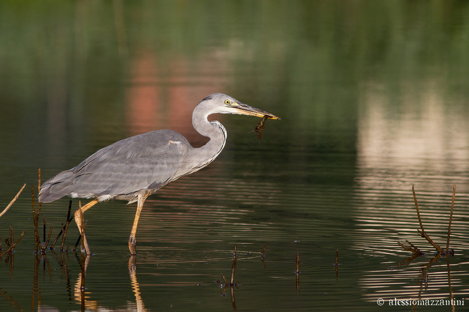 Grey Heron - breakfast