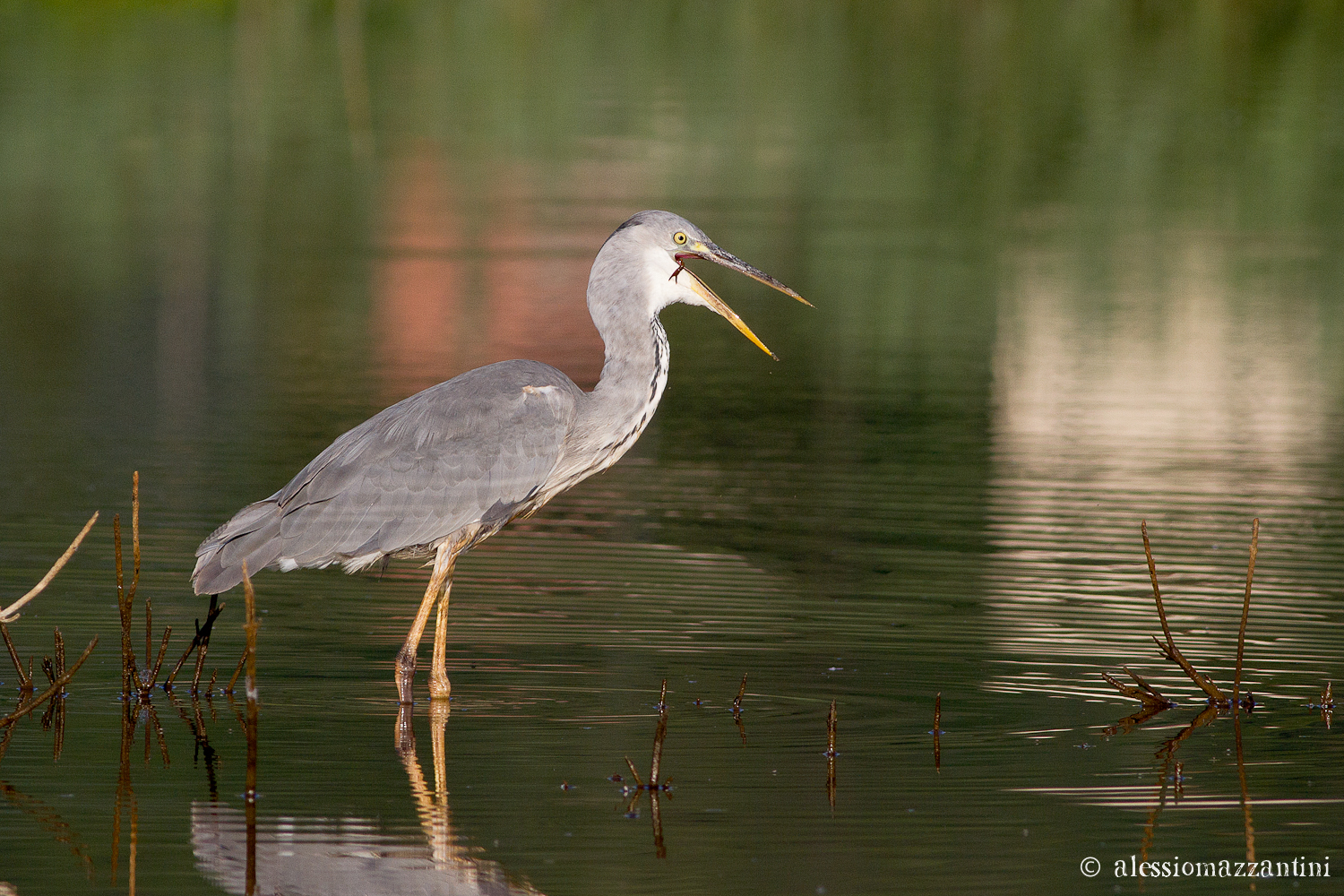 gray heron - before colazione2