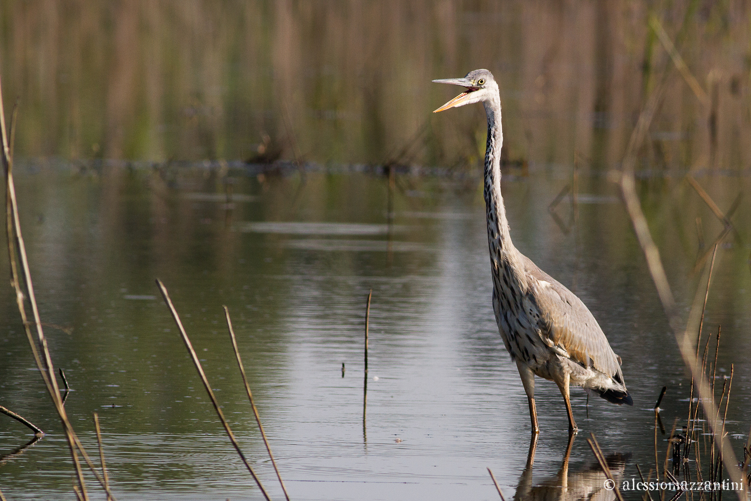 gray heron - the scream