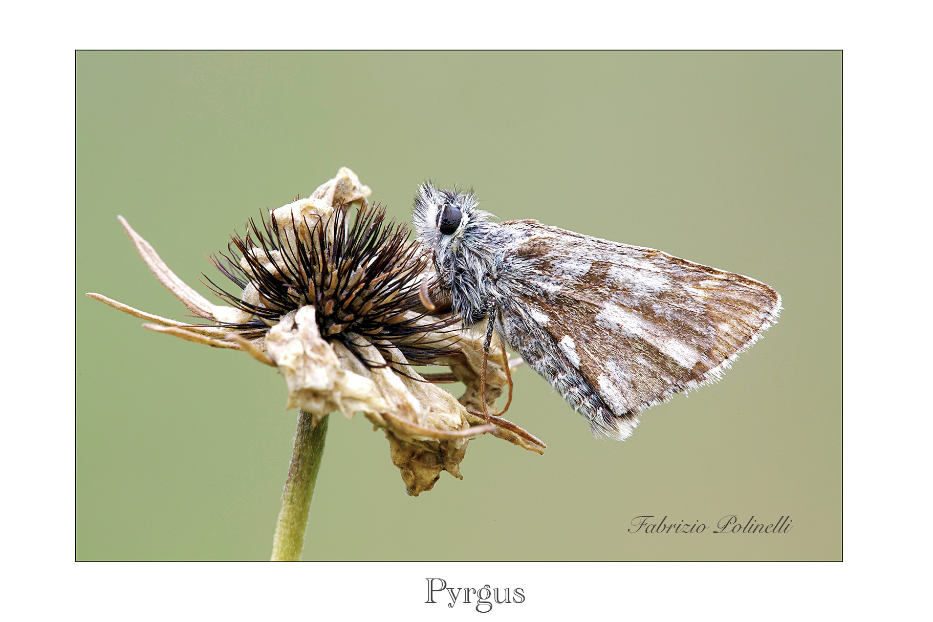 Pyrgus