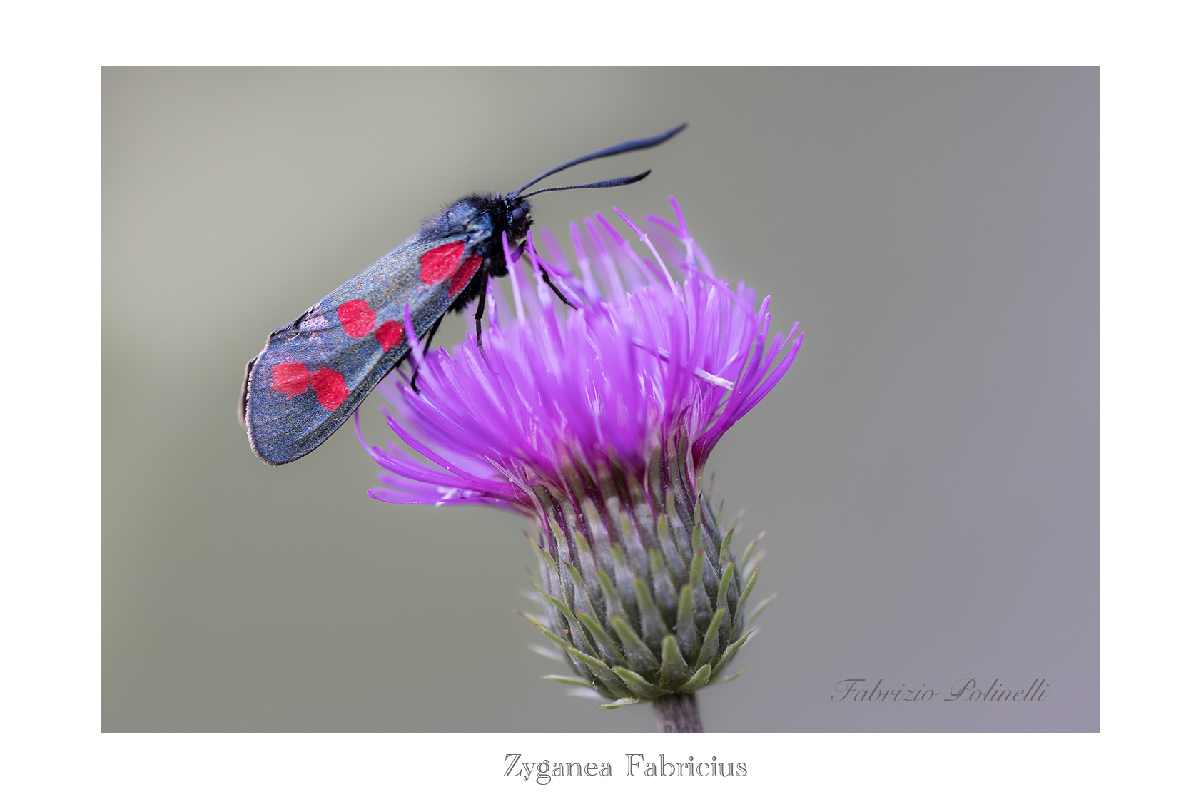Zyganea fabricus