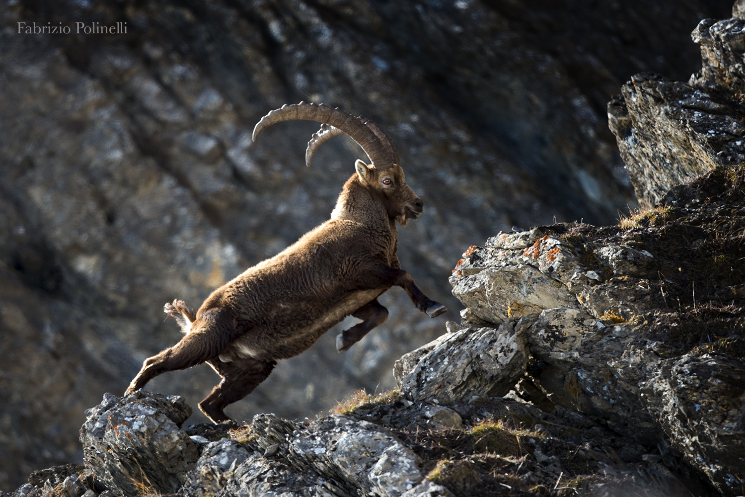 Ibex
