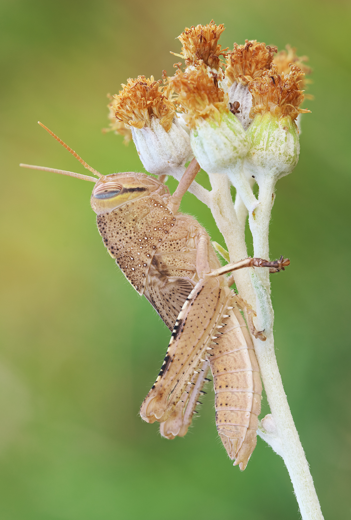 Anacridium aegyptium
