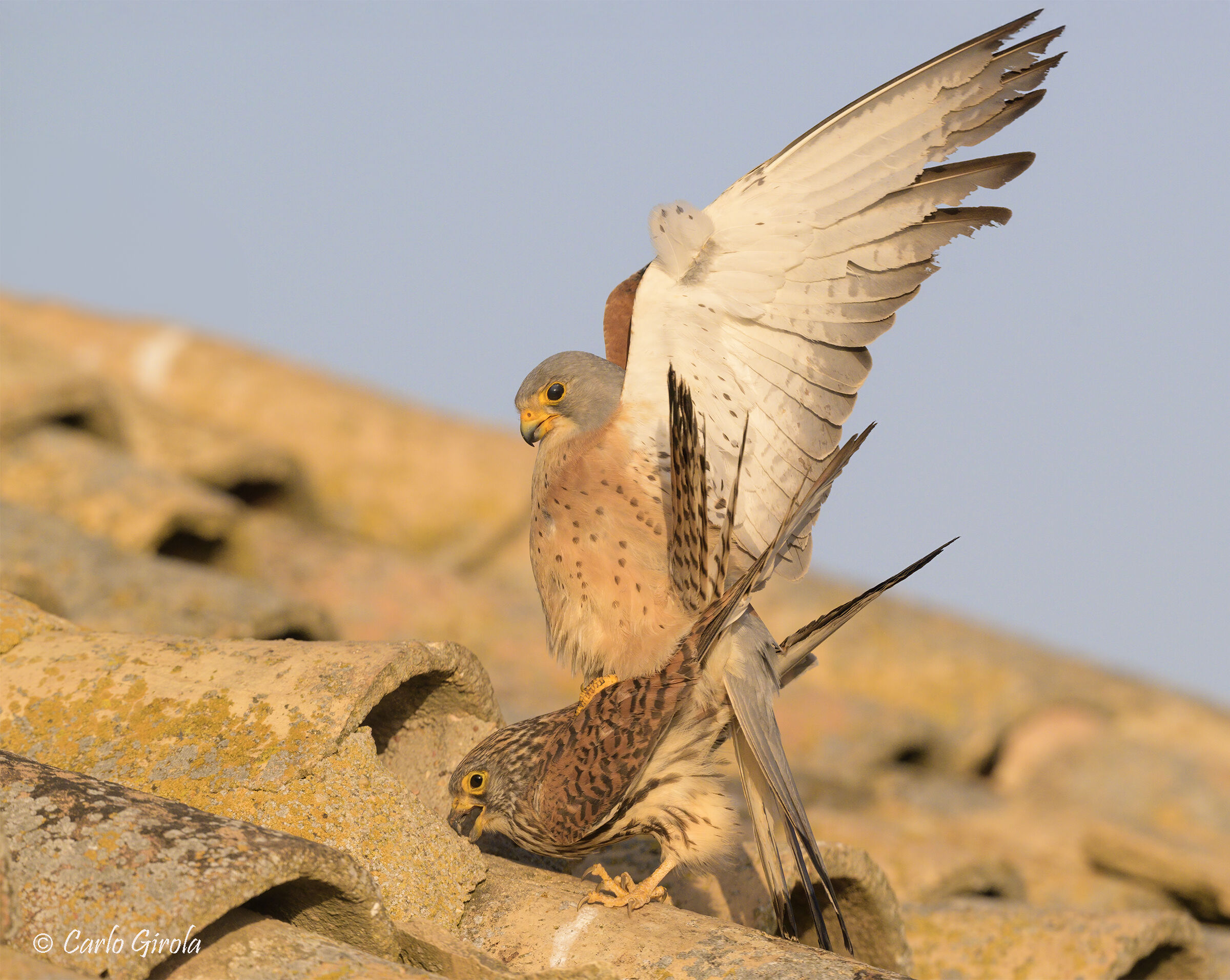 Lesser Kestrel (Falco naumanni)