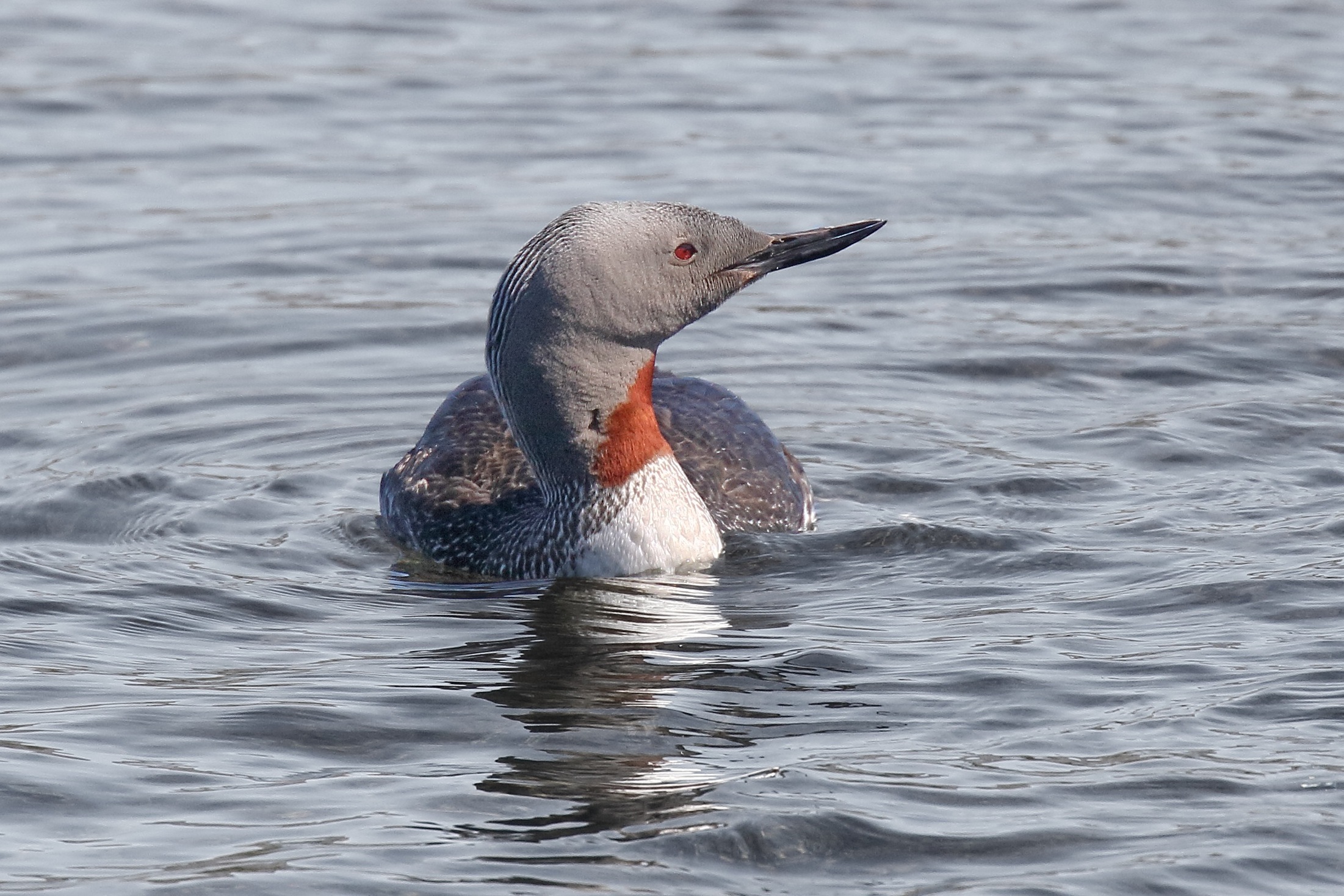 Red-throated diver
