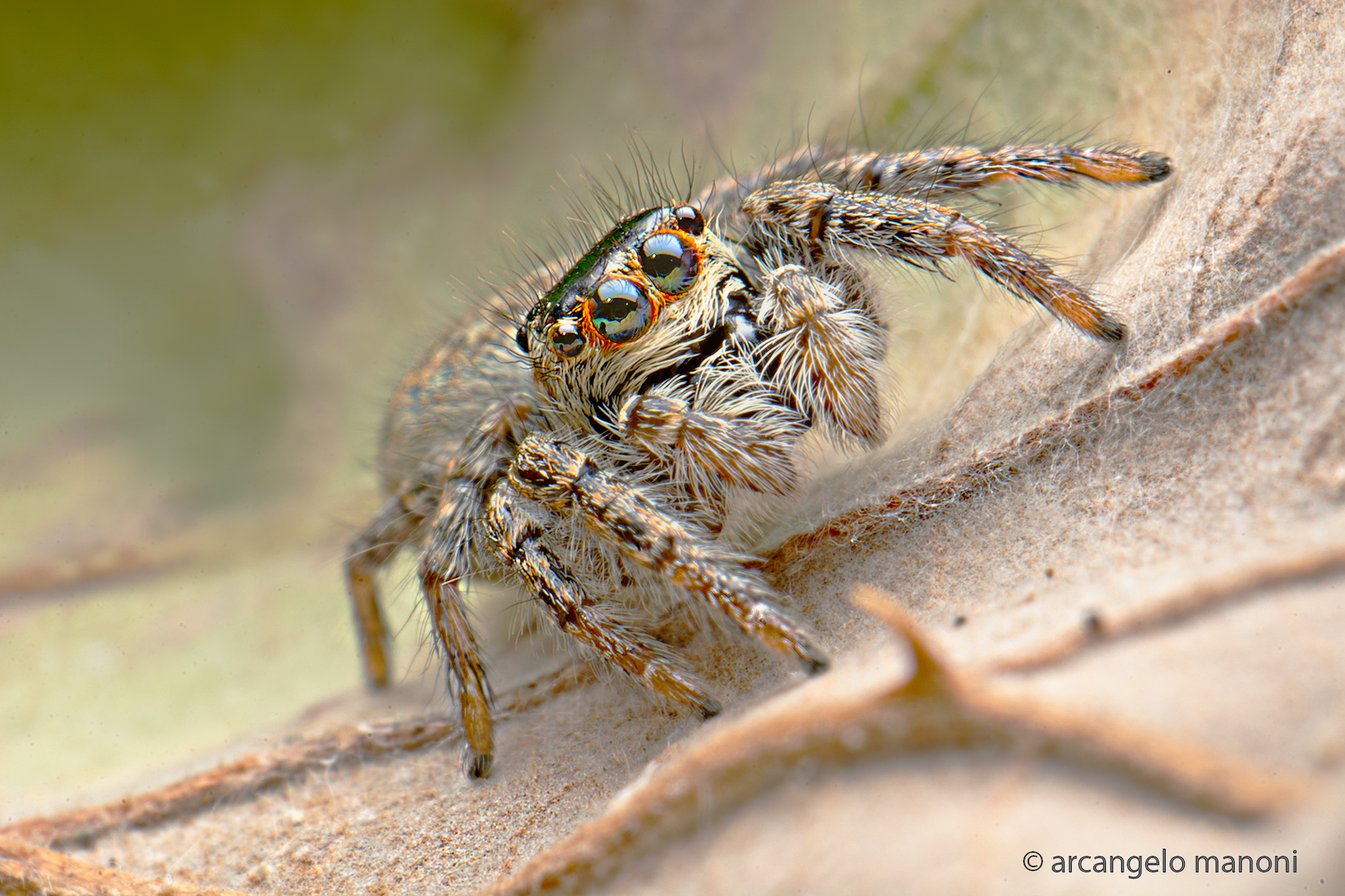 Mondi vicini con ragno salticidae