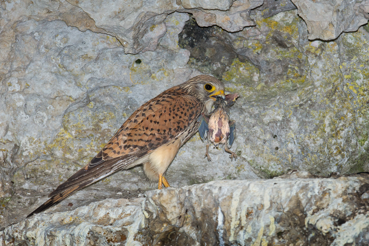 Kestrel and pullo of Rock Thrush