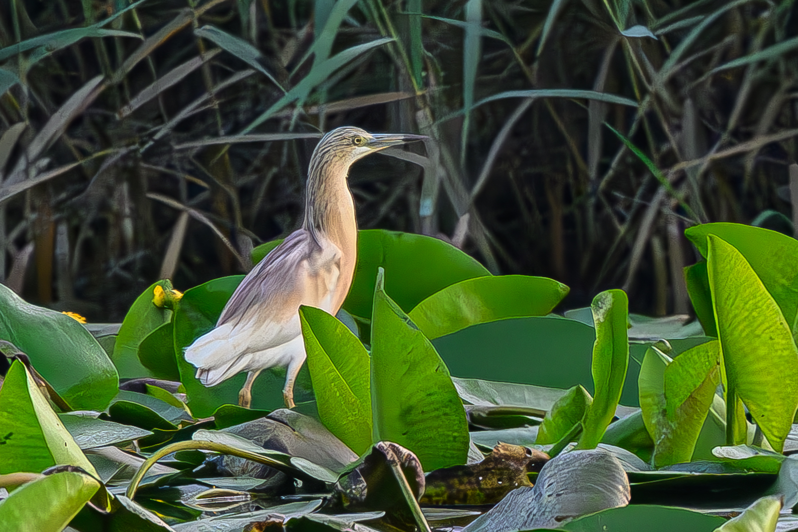 Squacco heron