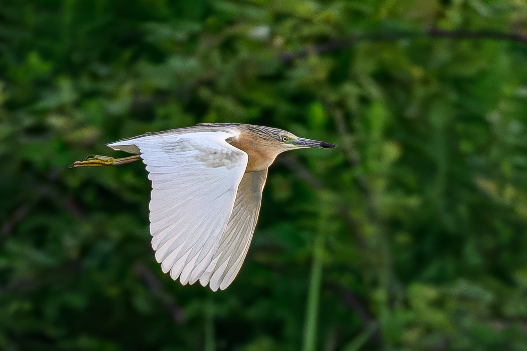 Squacco heron